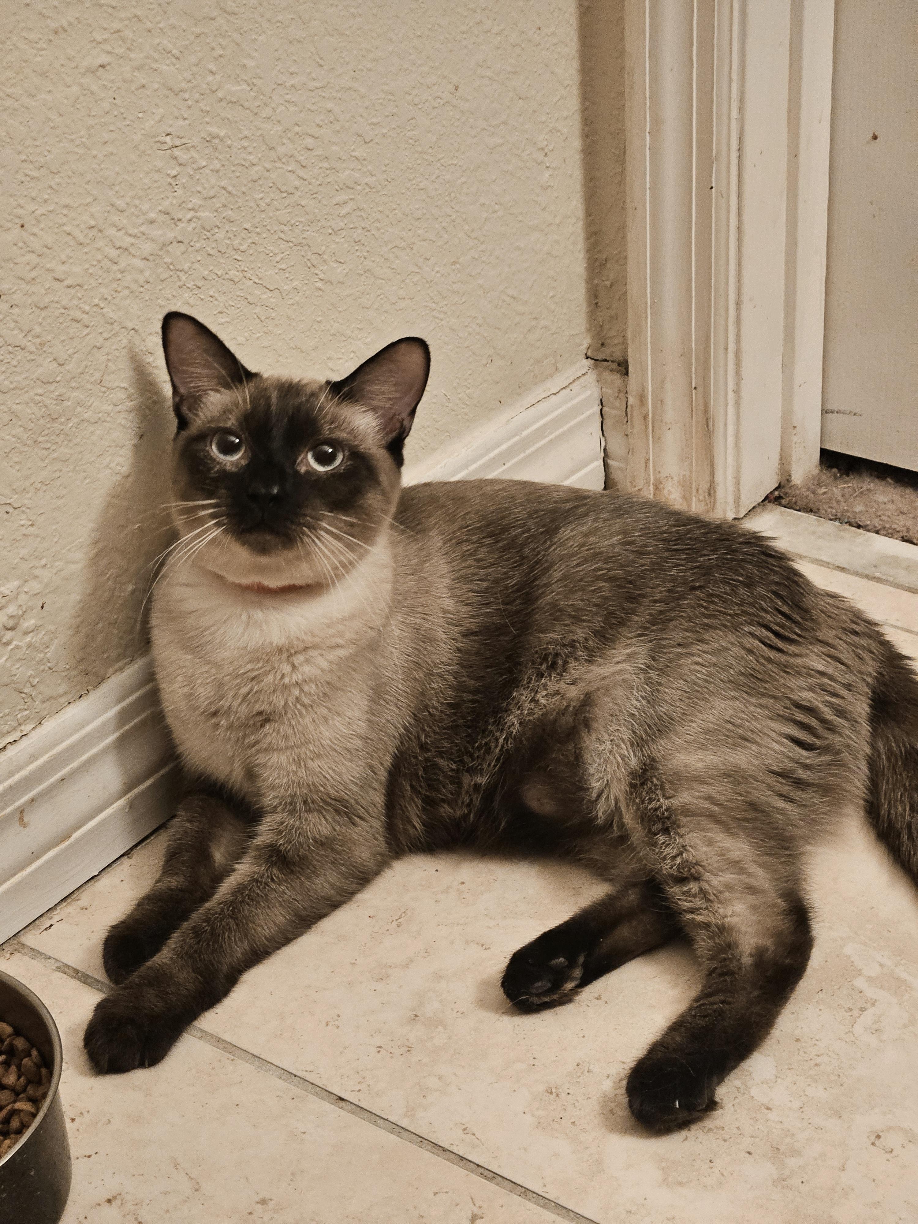 Romeo and Juliet, an adoptable Siamese in Orlando, FL image 2/5