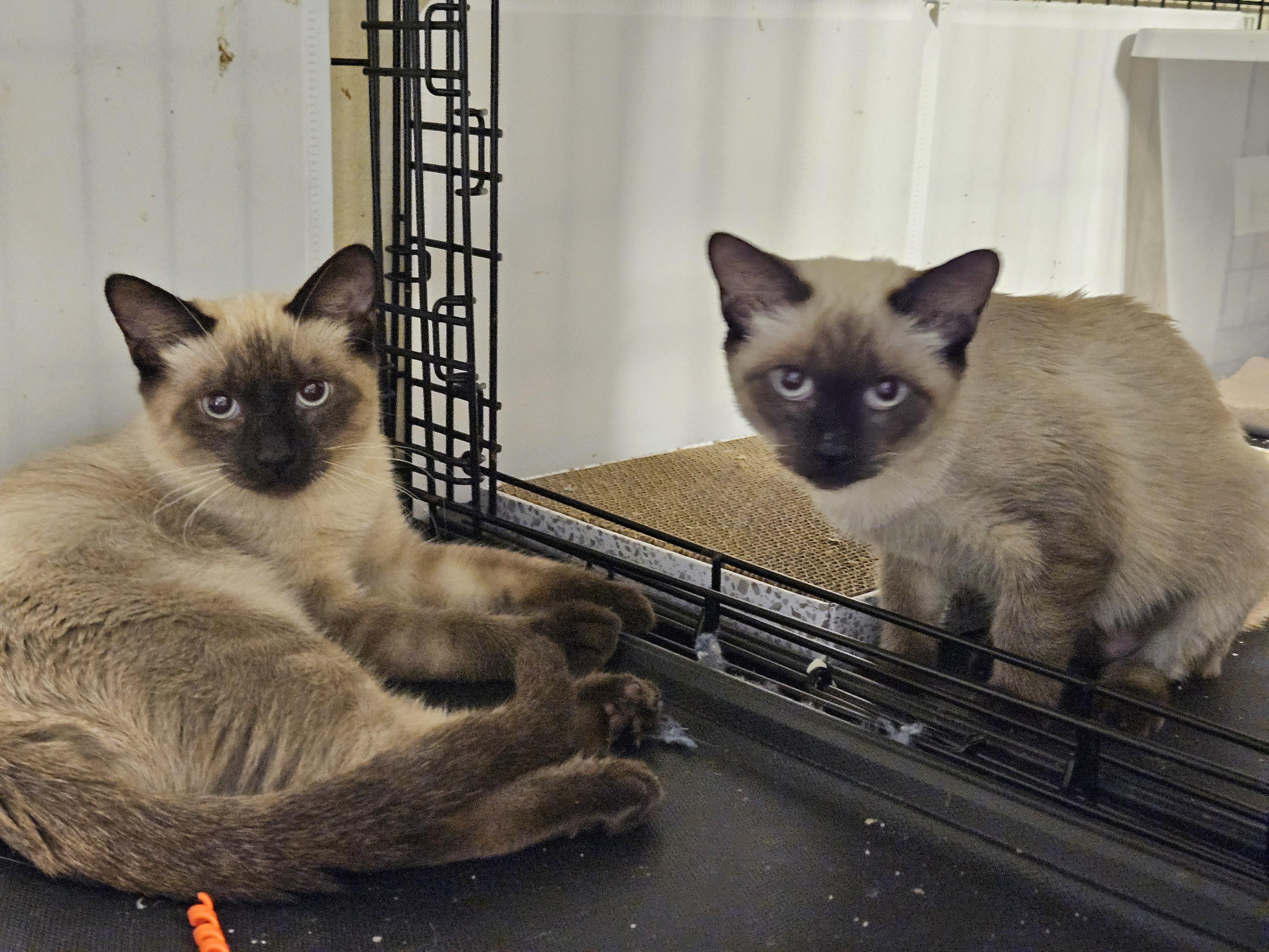 Romeo and Juliet, a Adoptable Siamese in Orlando, FL image 1/5
