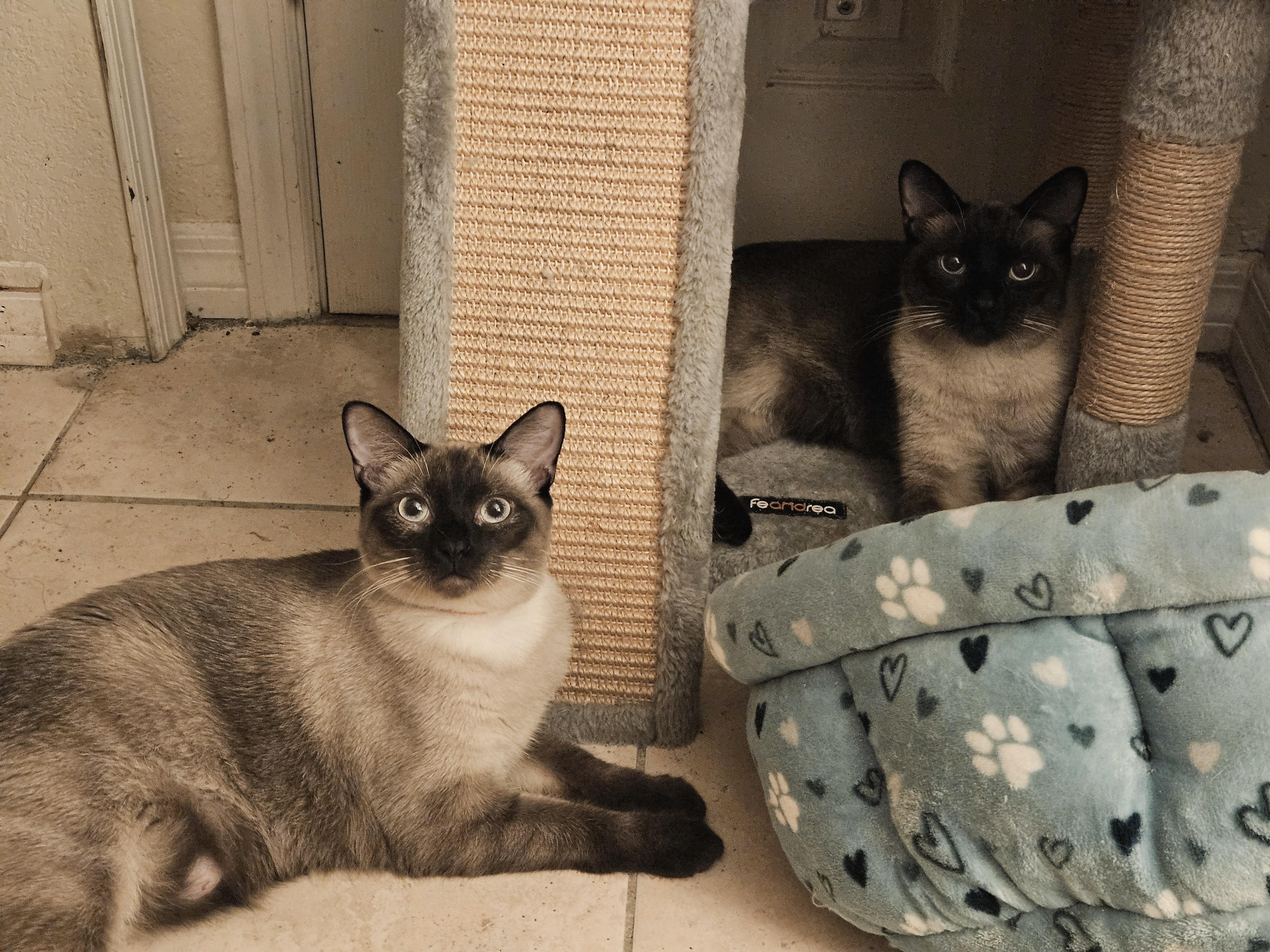 Romeo and Juliet, an adoptable Siamese in Orlando, FL image 4/5