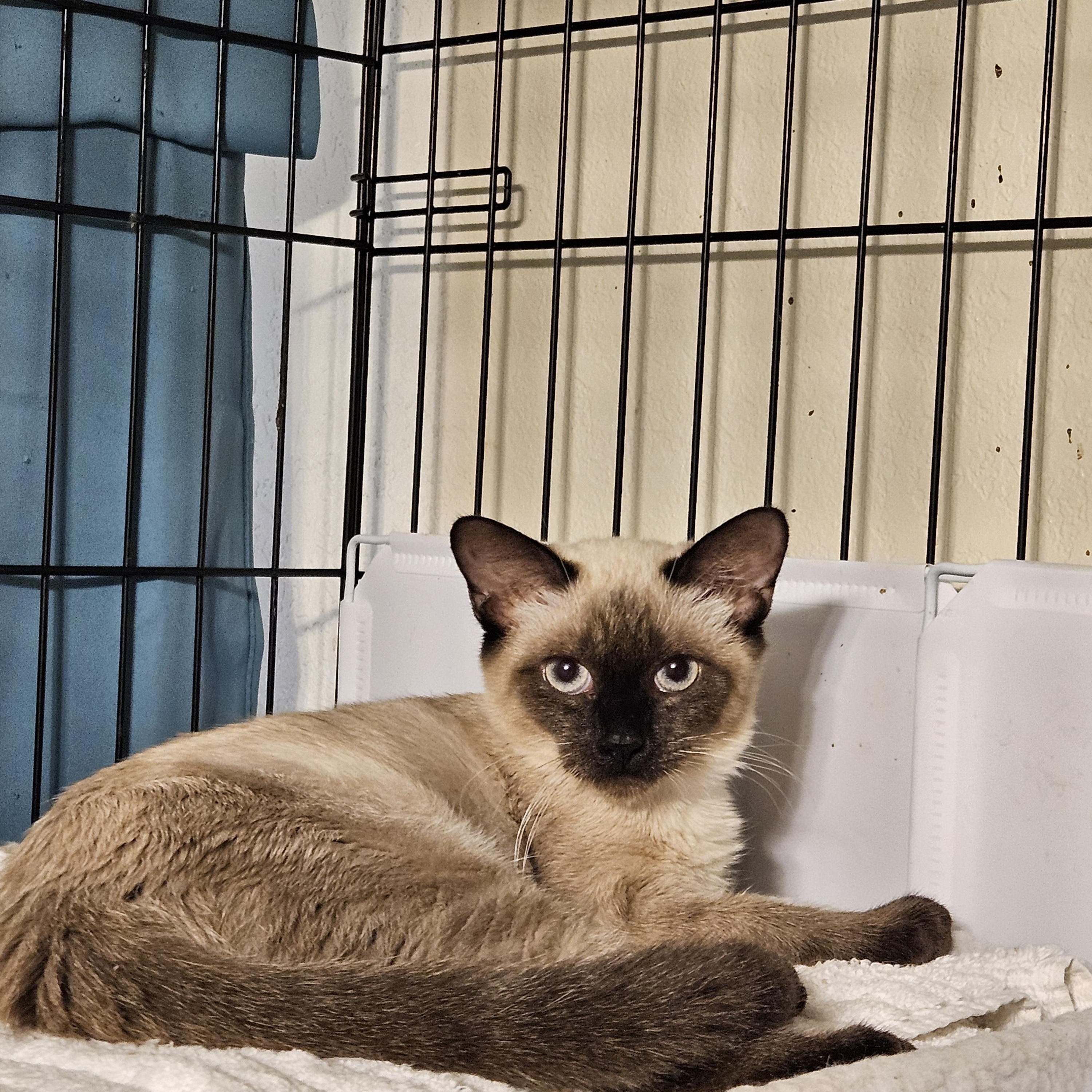 Romeo and Juliet, a Adoptable Siamese in Orlando, FL image 5/5