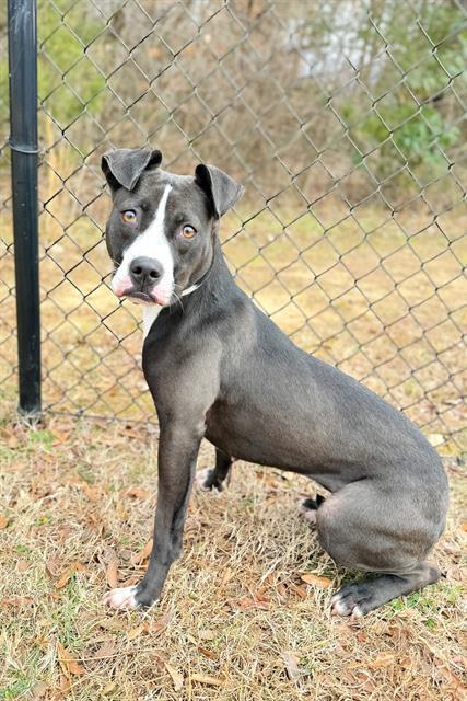 WILLOW, Adoptable, Adult Female American Bulldog & Mixed Breed.