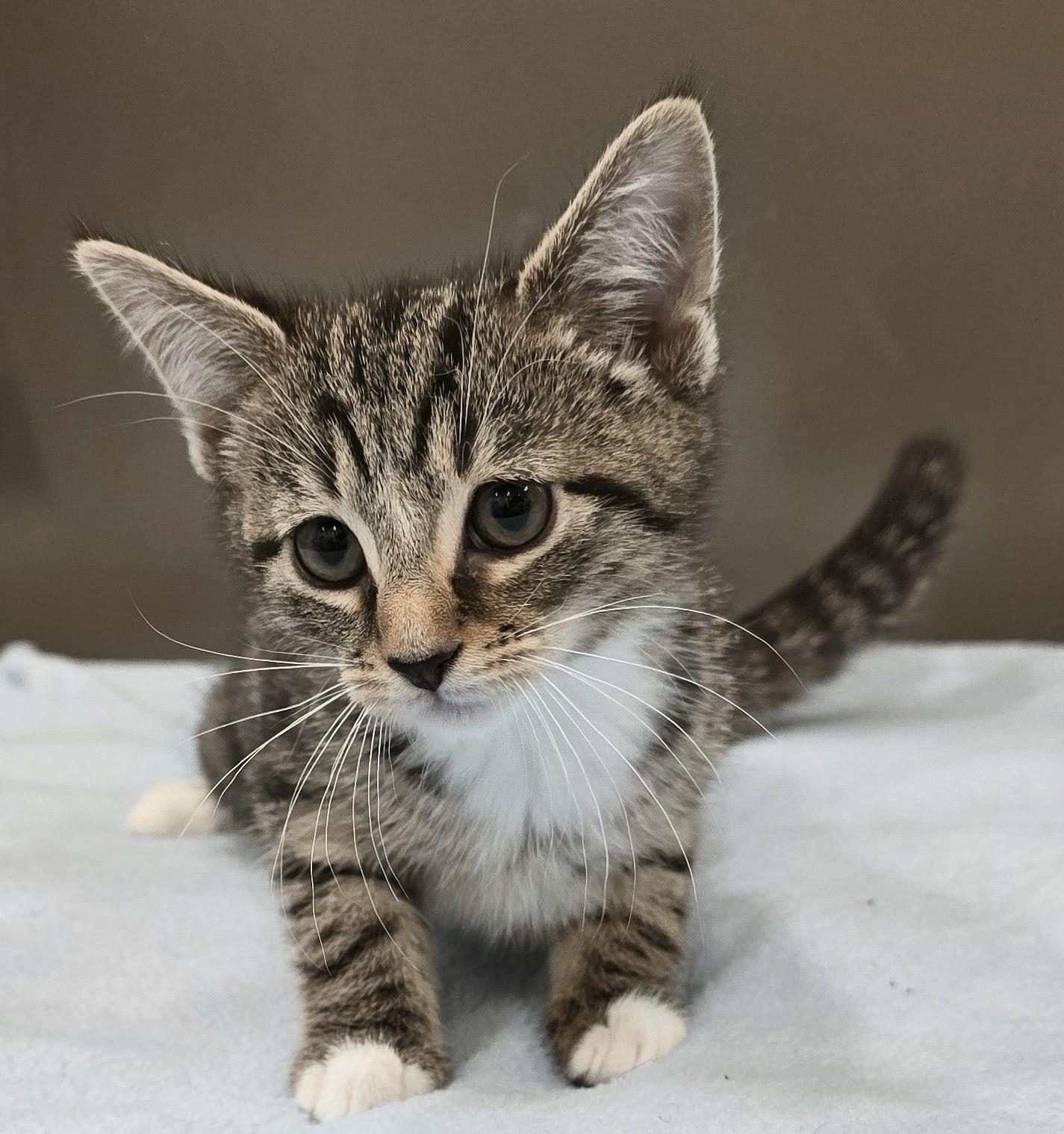 6-82 Ella, adopted, Kitten Female Domestic Short Hair.