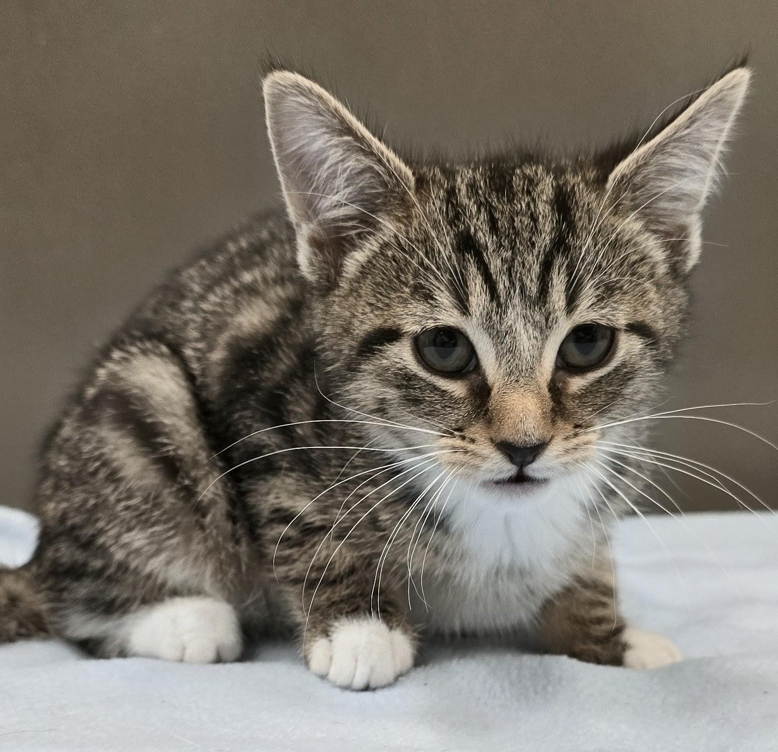 6-82 Ella, an adopted mixed breed in Amityville, NY image 2/4
