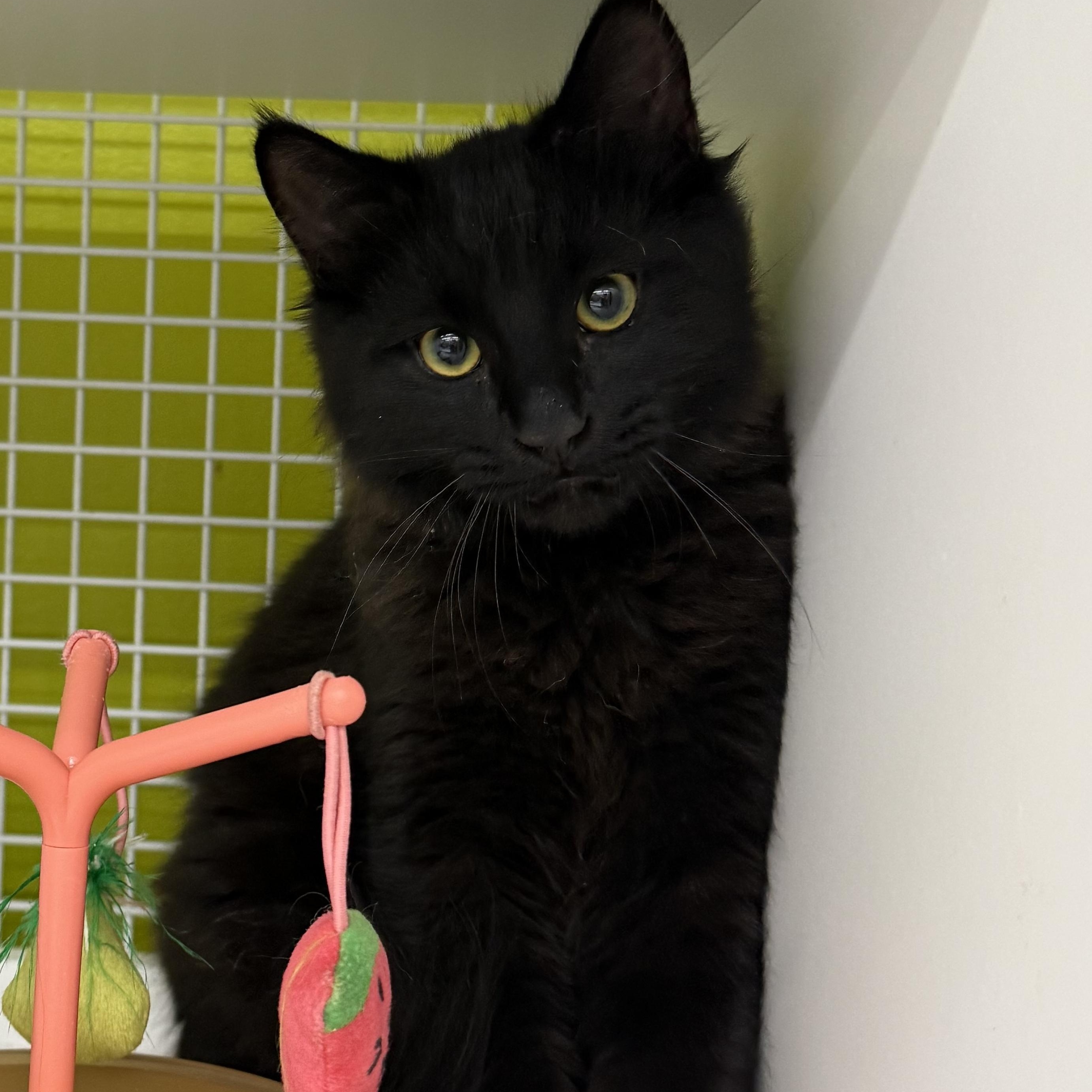 Valentino, adopted, Kitten Male Domestic Medium Hair.