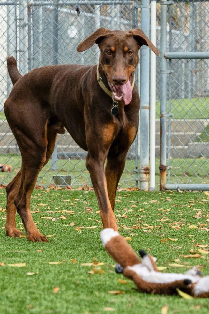 Hugo 3500, a Adopted Doberman Pinscher in Oakland Park, FL image 1/3