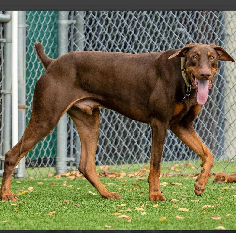Hugo 3500, a Adopted Doberman Pinscher in Oakland Park, FL image 3/3