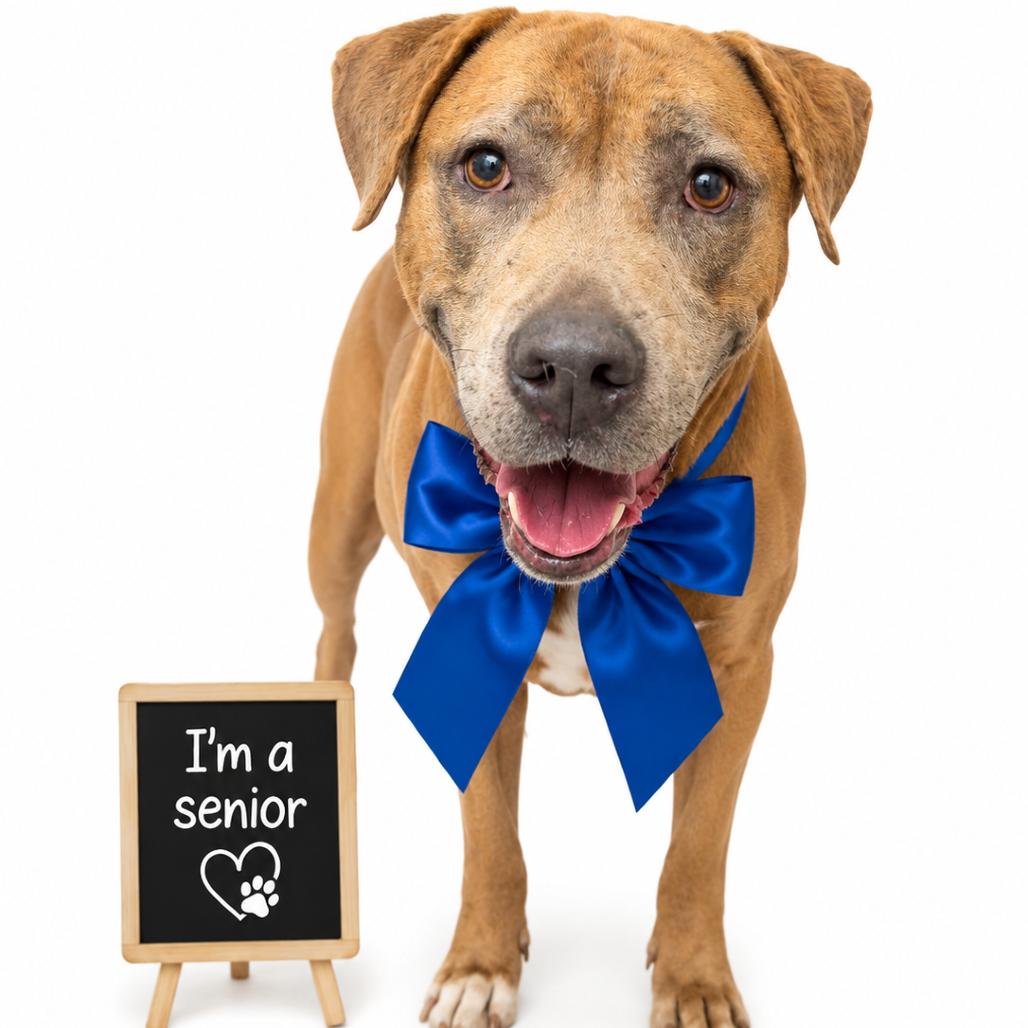 Moses (Adoption Fee Sponsored), Adoptable, Senior Male Mixed Breed & Mixed Breed.