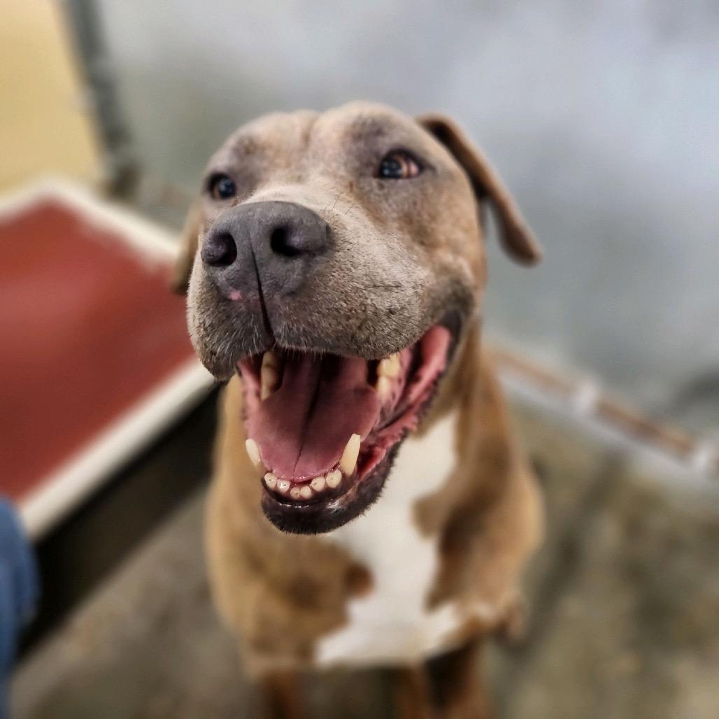 Enlarge Moses (Adoption Fee Sponsored), a Adoptable mixed breed in Columbiana, AL image 2/6
