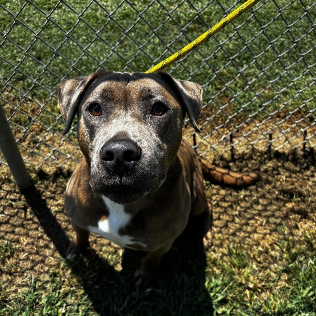 Enlarge Moses (Adoption Fee Sponsored), a Adoptable mixed breed in Columbiana, AL image 3/6