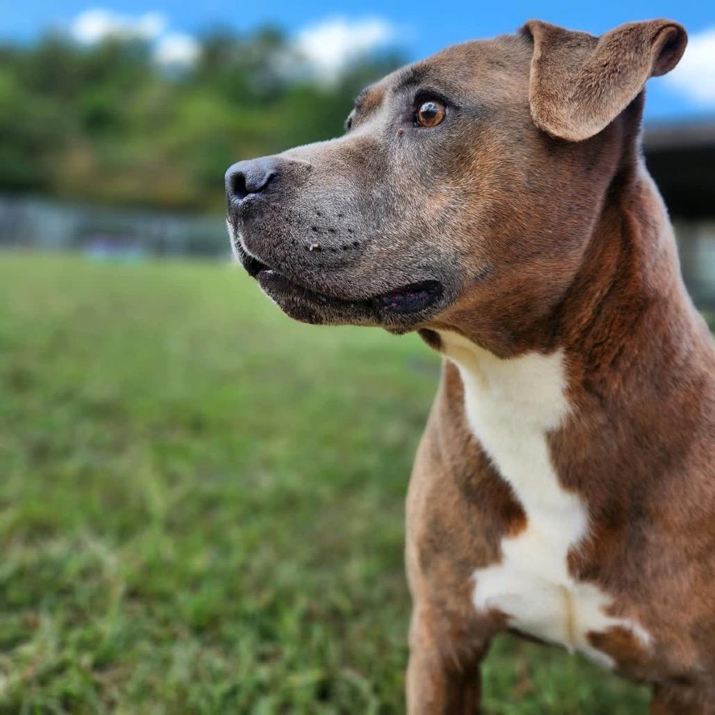 Enlarge Moses (Adoption Fee Sponsored), a Adoptable mixed breed in Columbiana, AL image 4/6