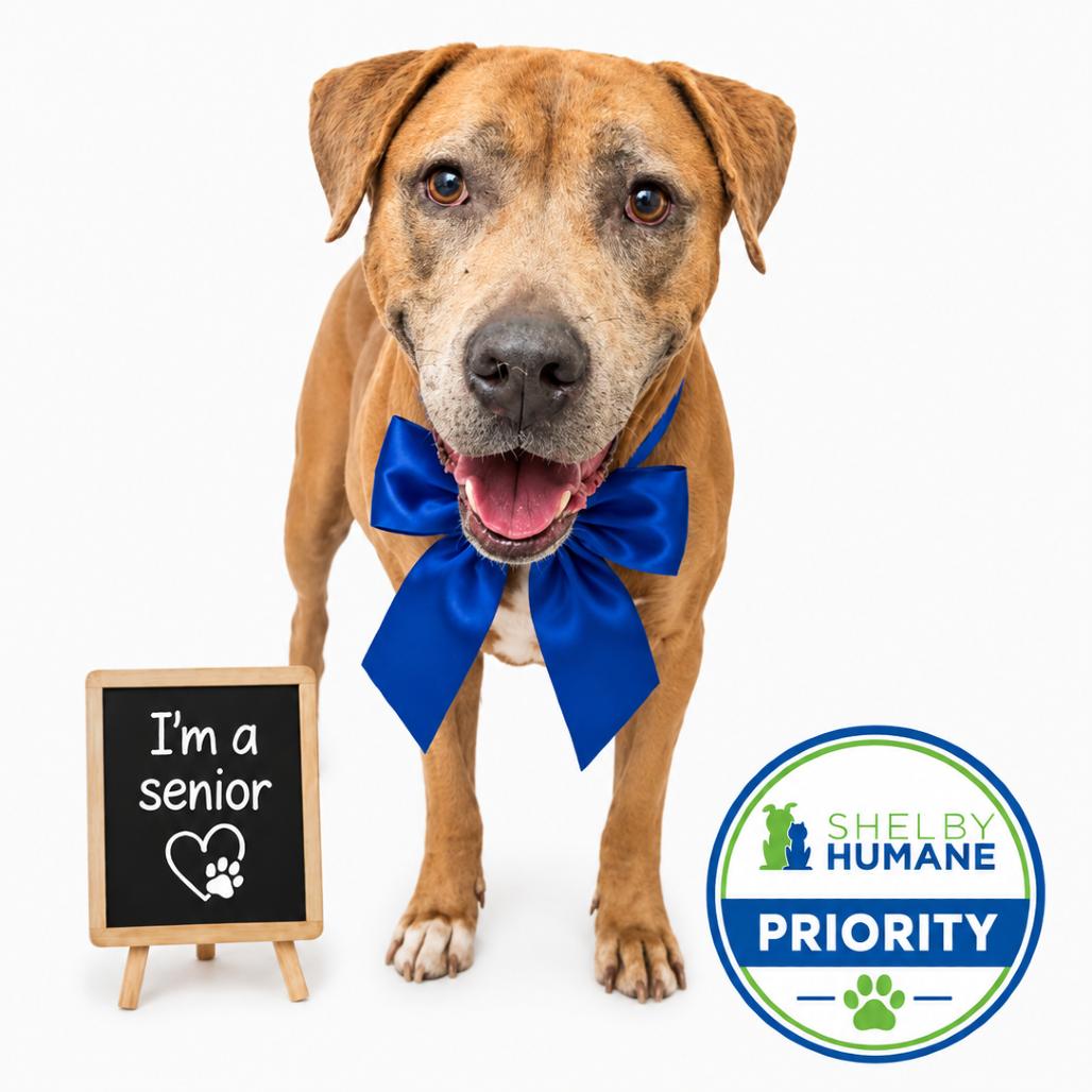 Enlarge Moses (Adoption Fee Sponsored), a Adoptable mixed breed in Columbiana, AL image 5/6