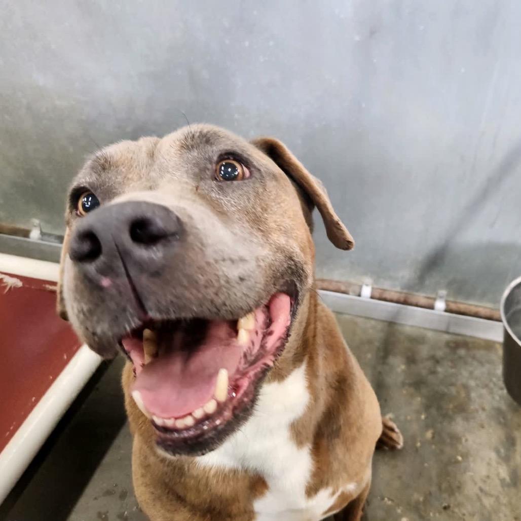 Enlarge Moses (Adoption Fee Sponsored), a Adoptable mixed breed in Columbiana, AL image 6/6