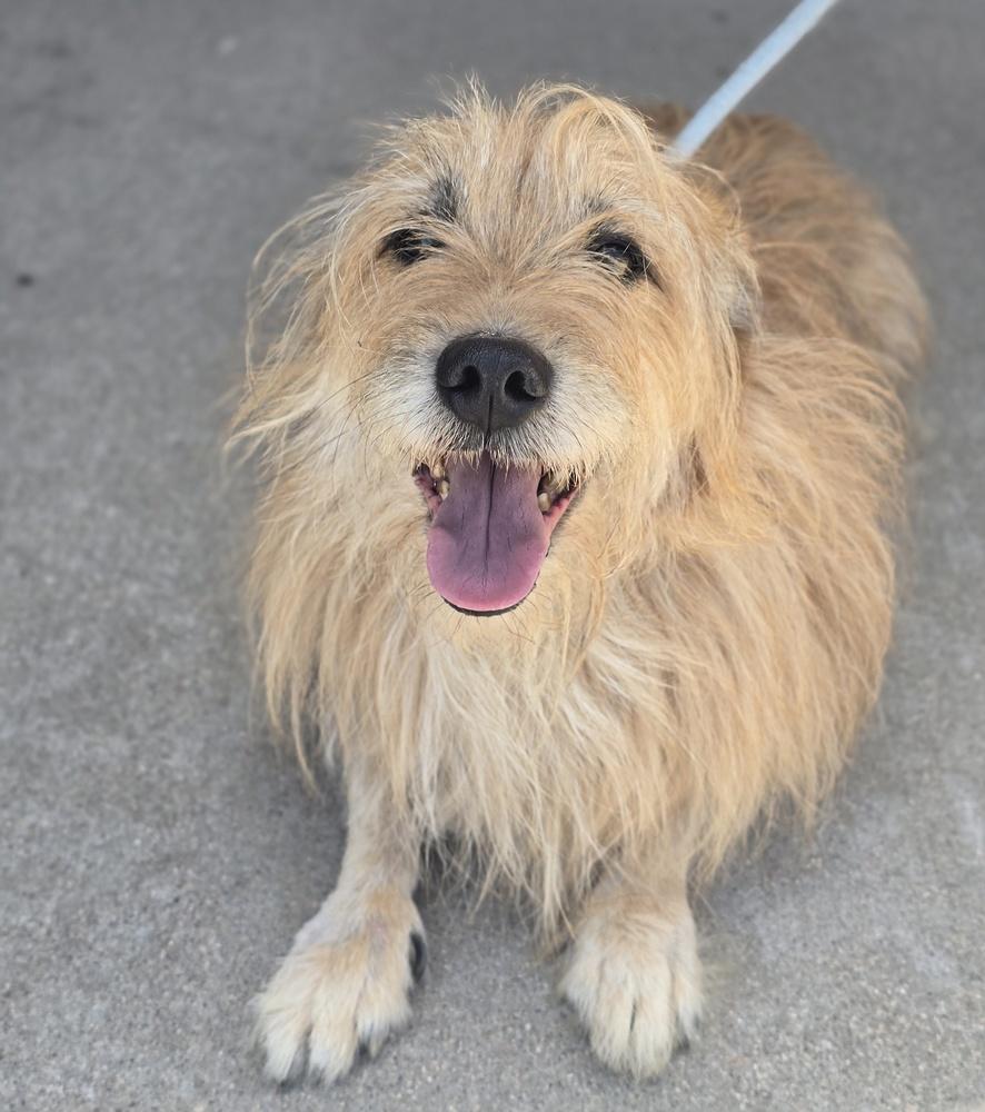 Popsicle, Adoptable, Adult Male Cairn Terrier.