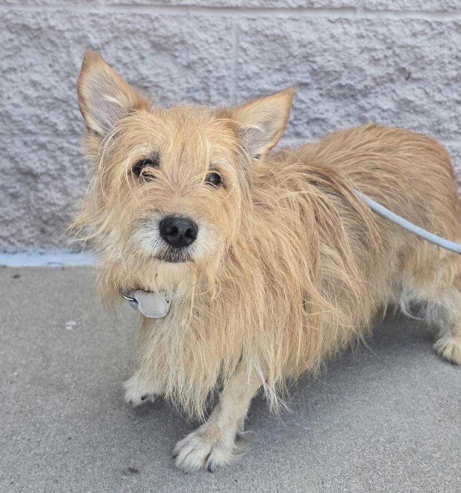 Enlarge Popsicle, a Adoptable mixed breed in Sedalia, CO image 2/6