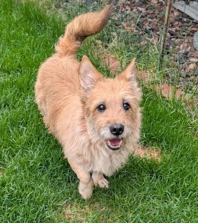 Enlarge Popsicle, a Adoptable mixed breed in Sedalia, CO image 4/6