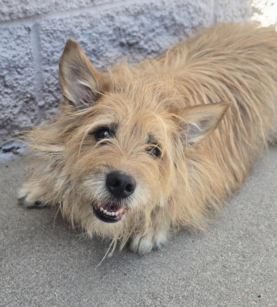 Enlarge Popsicle, a Adoptable mixed breed in Sedalia, CO image 5/6