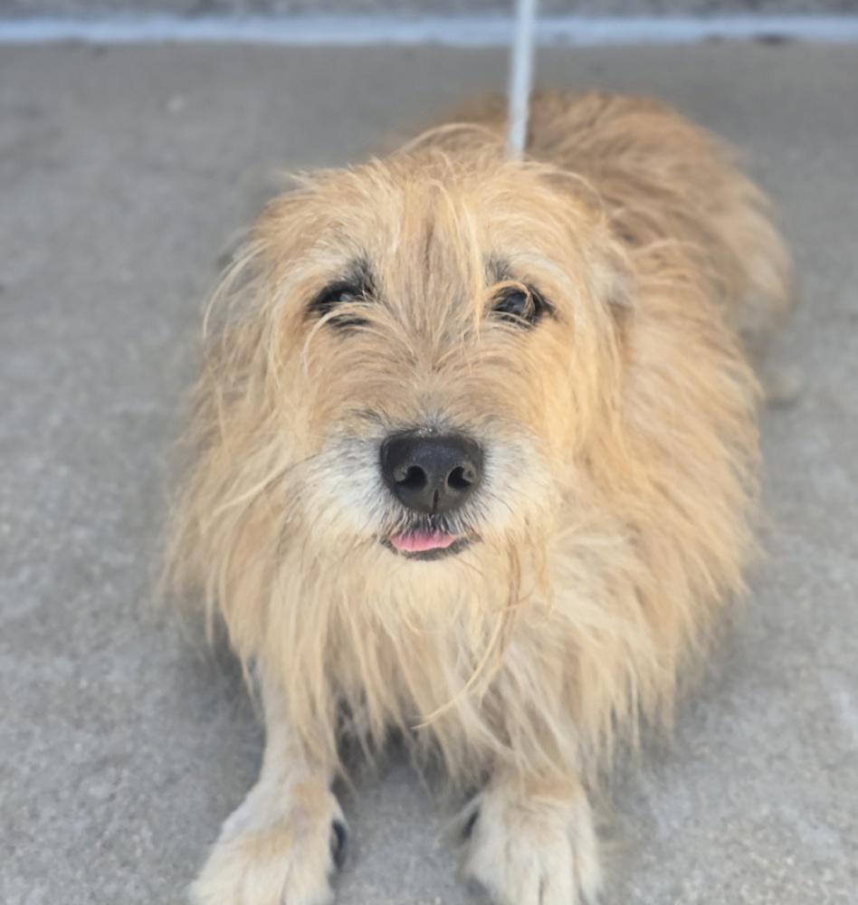 Enlarge Popsicle, a Adoptable mixed breed in Sedalia, CO image 6/6