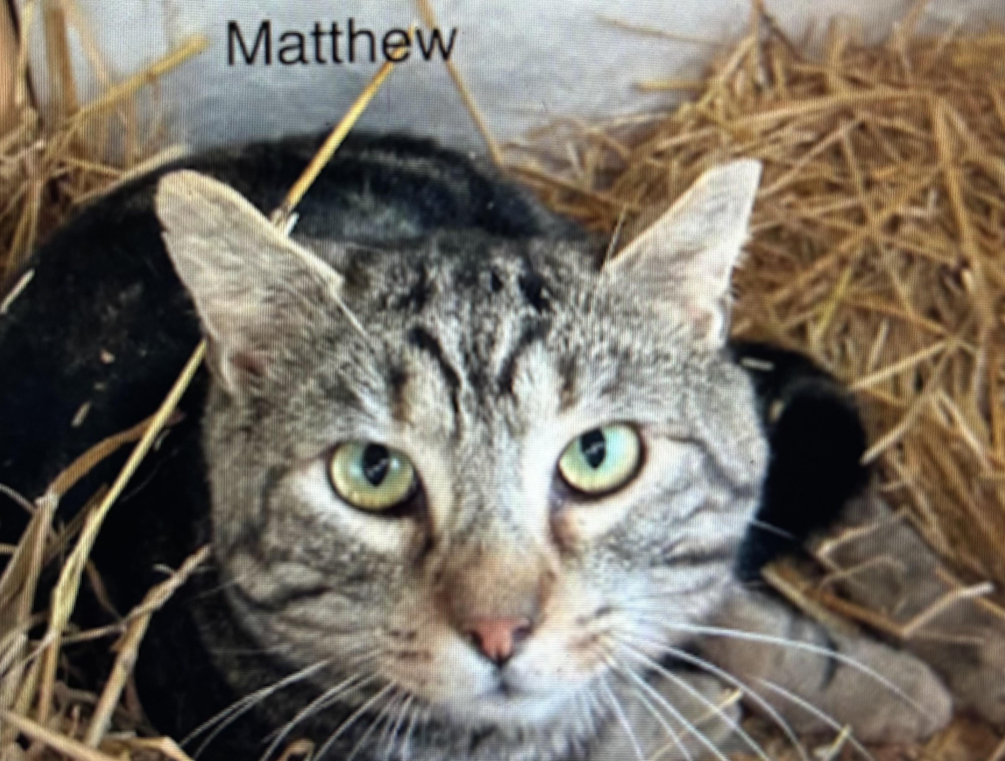Matthew photo