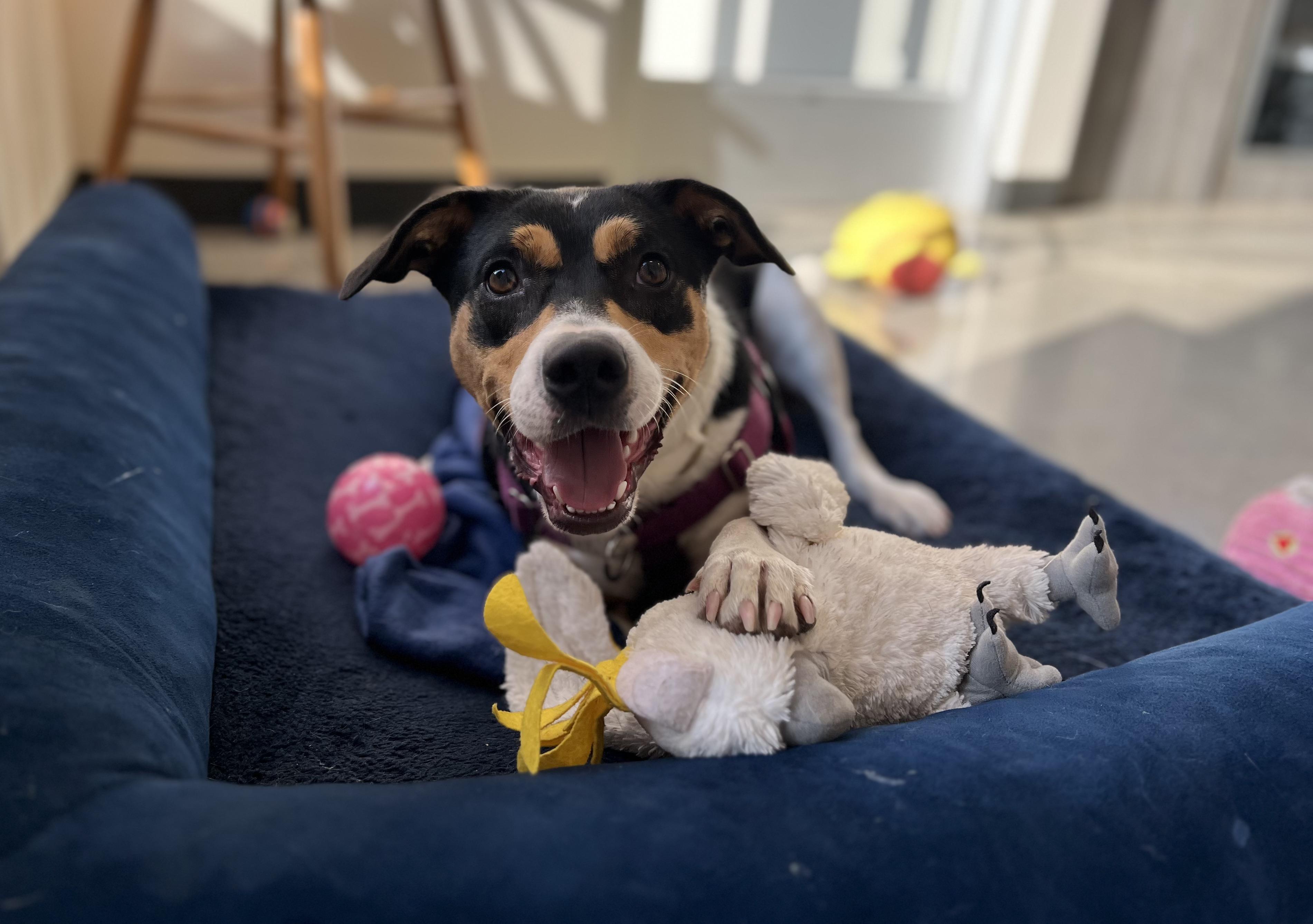 Bella, a Adoptable mixed breed in New Rochelle, NY image 4/6