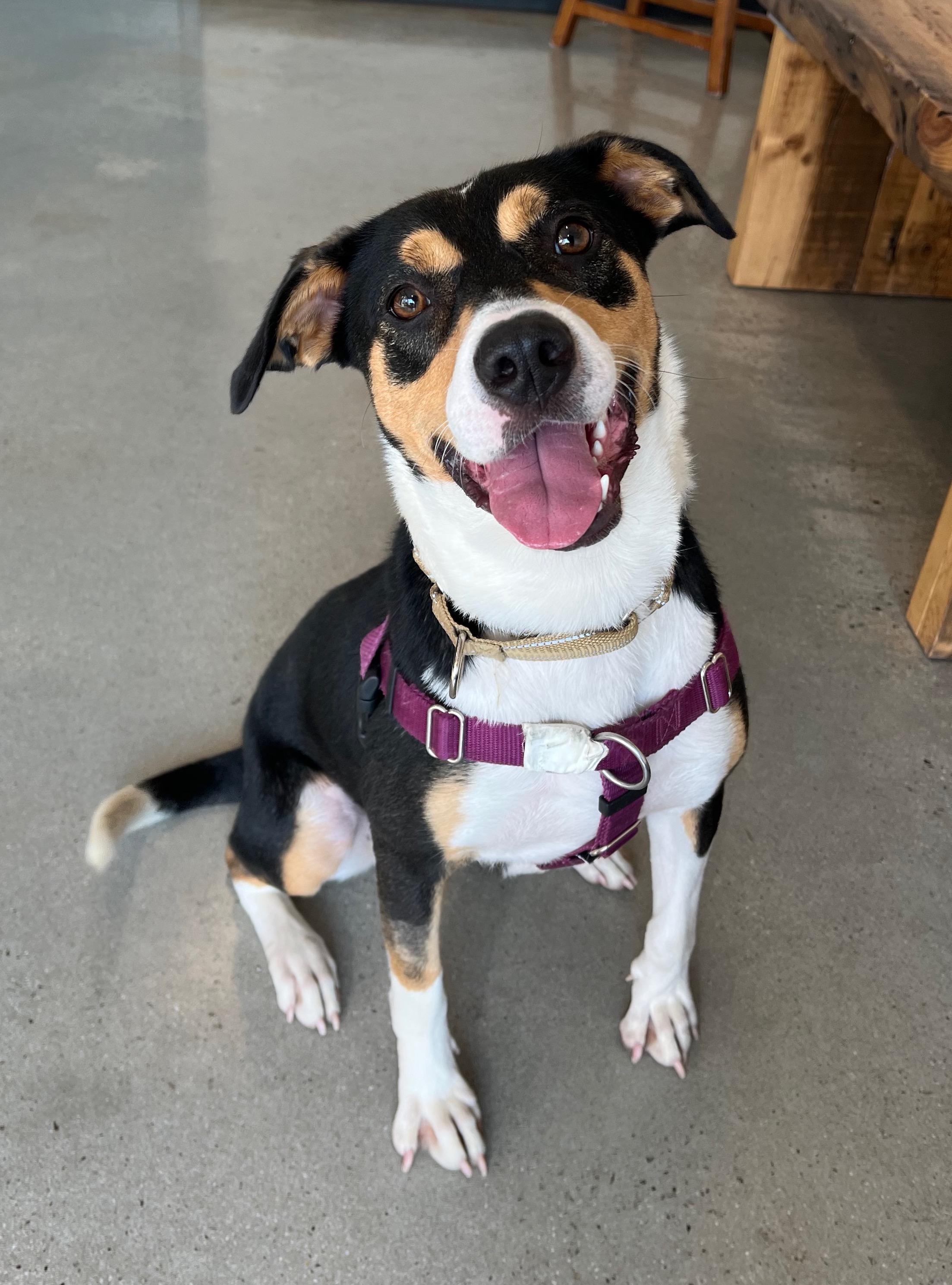 Bella, a Adoptable mixed breed in New Rochelle, NY image 1/6