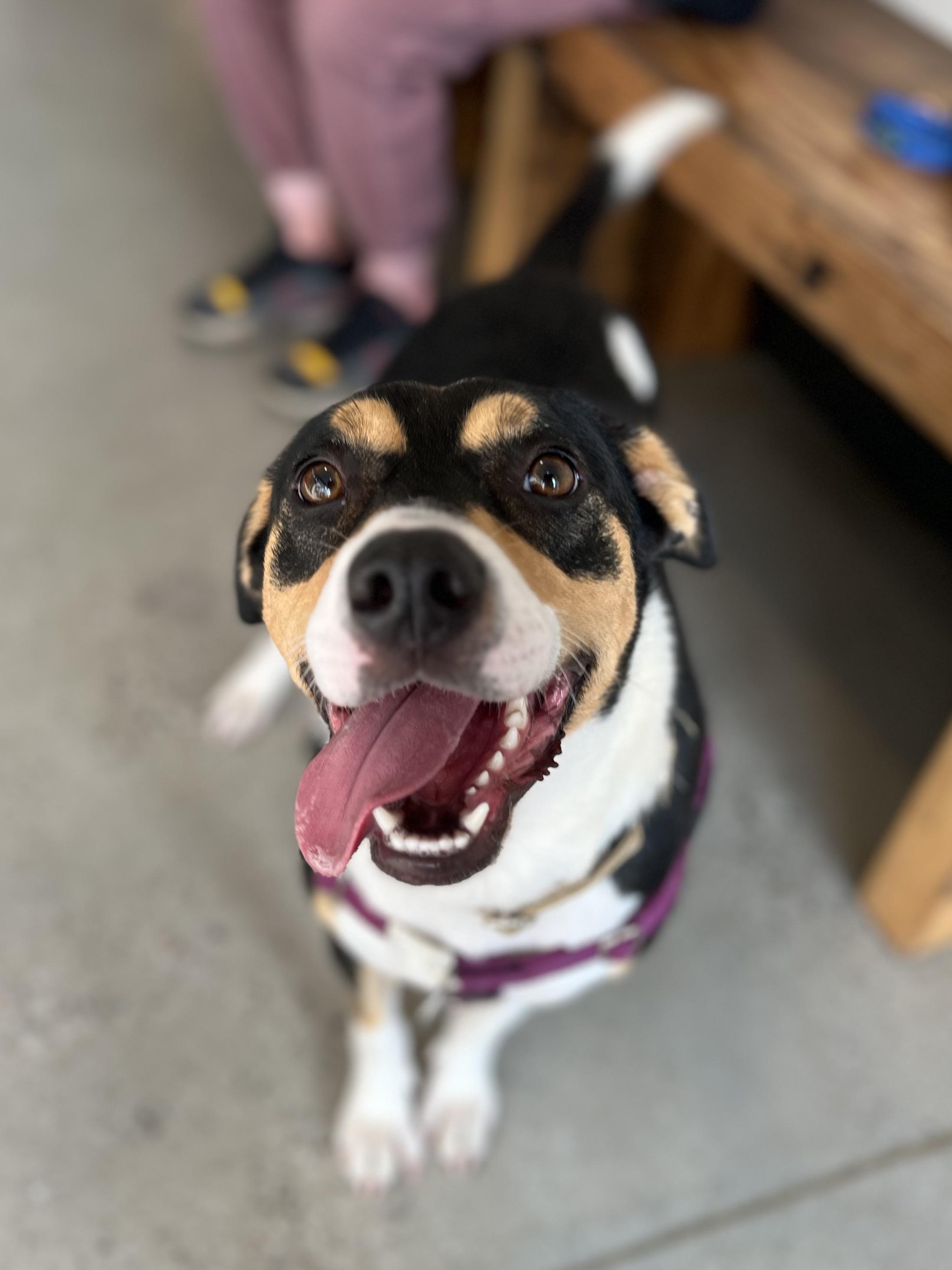 Bella, a Adoptable mixed breed in New Rochelle, NY image 6/6