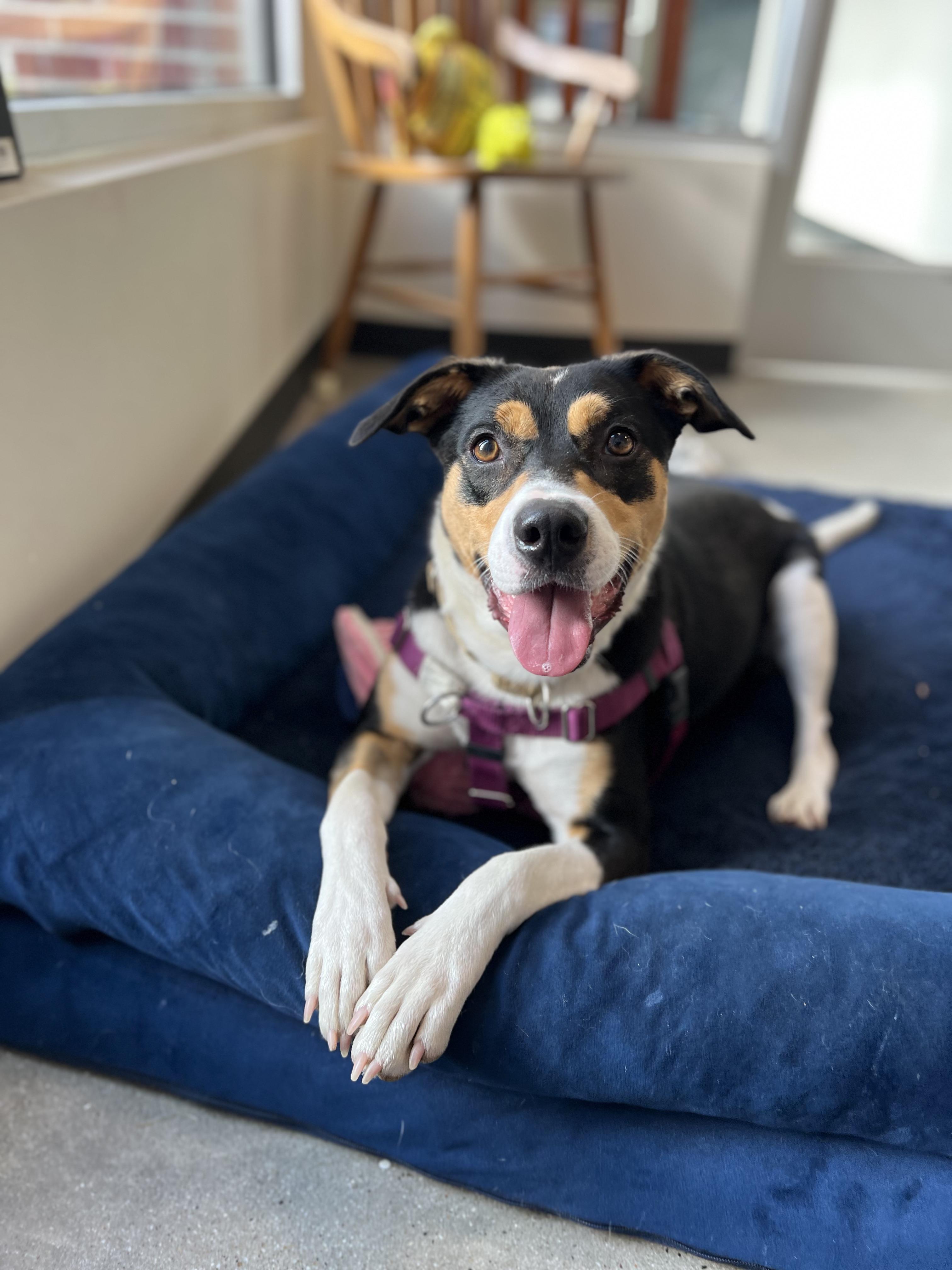 Bella, a Adoptable mixed breed in New Rochelle, NY image 5/6
