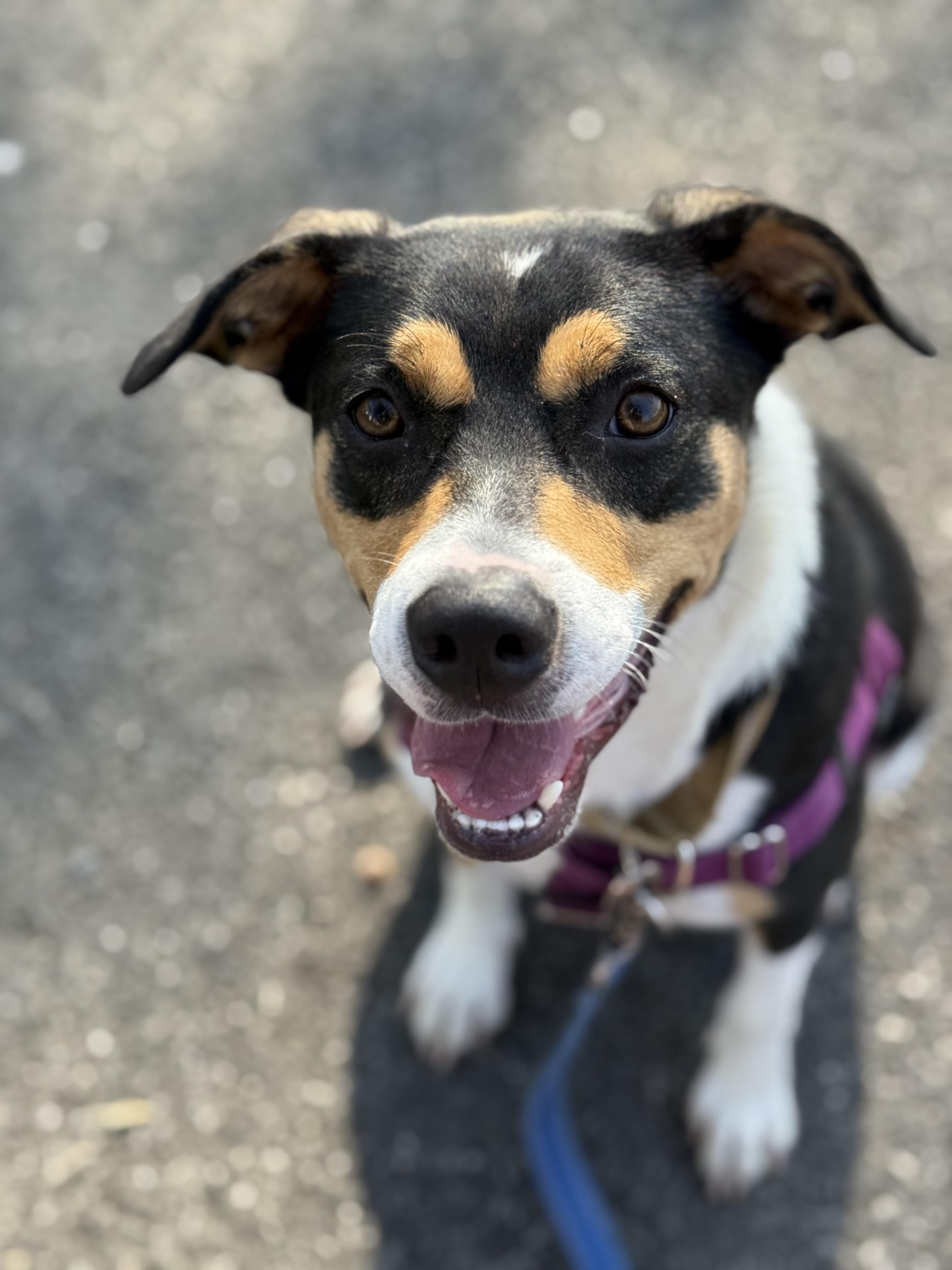 Bella, a Adoptable mixed breed in New Rochelle, NY image 2/6