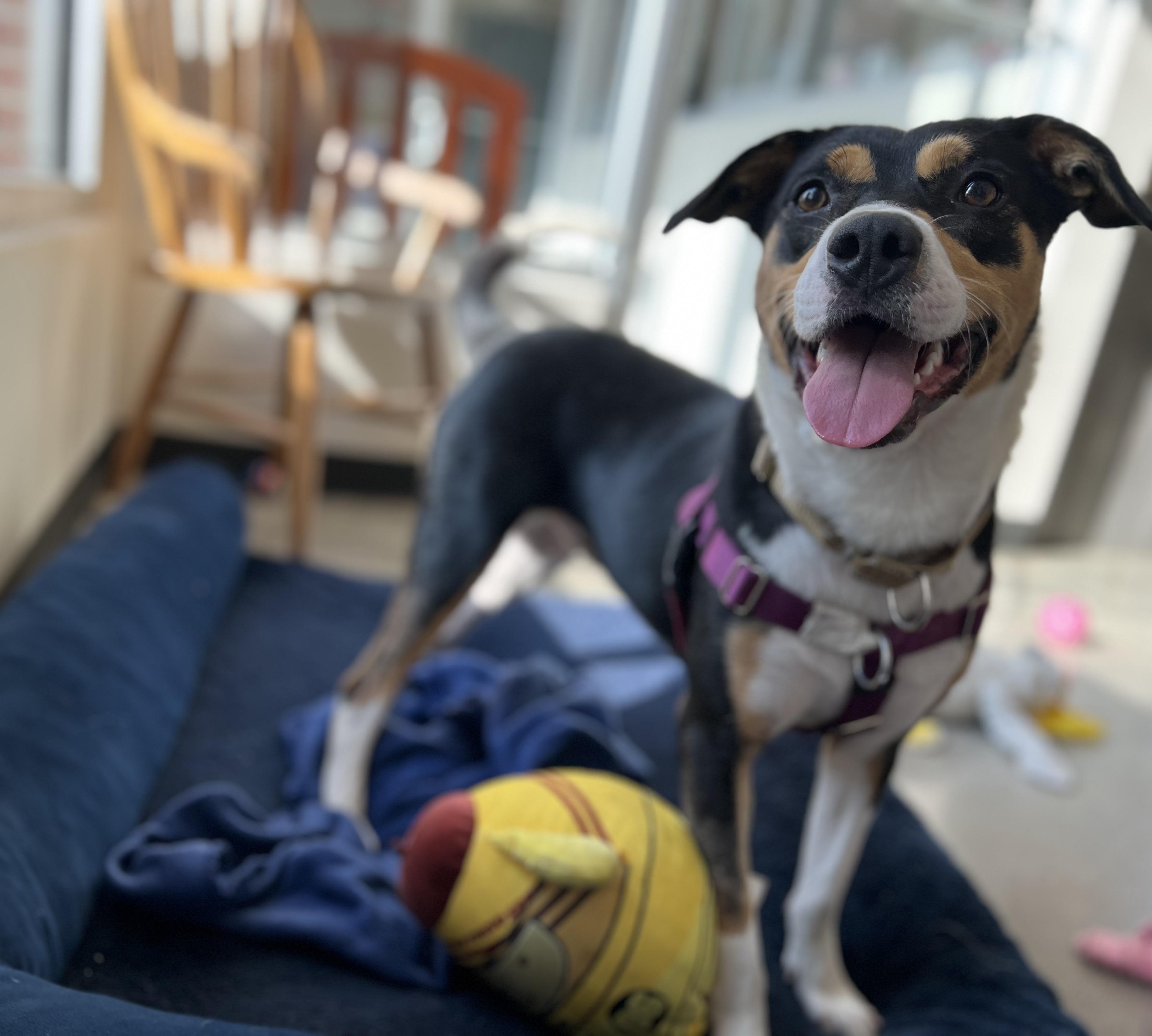 Bella, a Adoptable mixed breed in New Rochelle, NY image 3/6