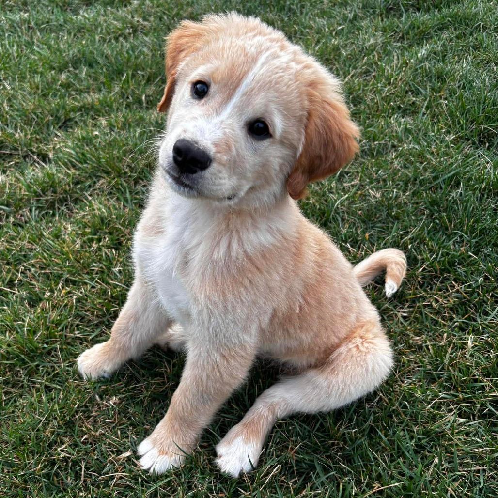 Beast, Adoptable, Puppy Male Labrador Retriever & Great Pyrenees.