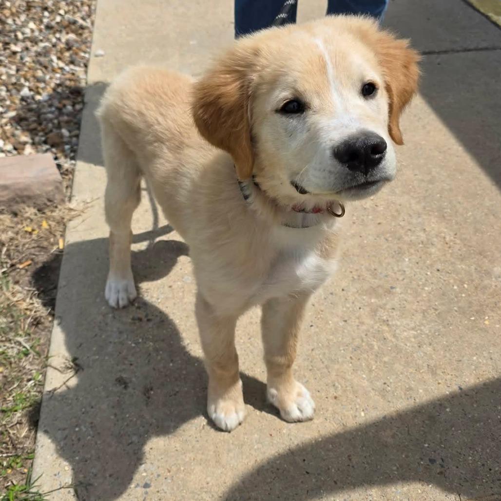 Enlarge Beast, a Adoptable mixed breed in Jackson, MO image 2/6