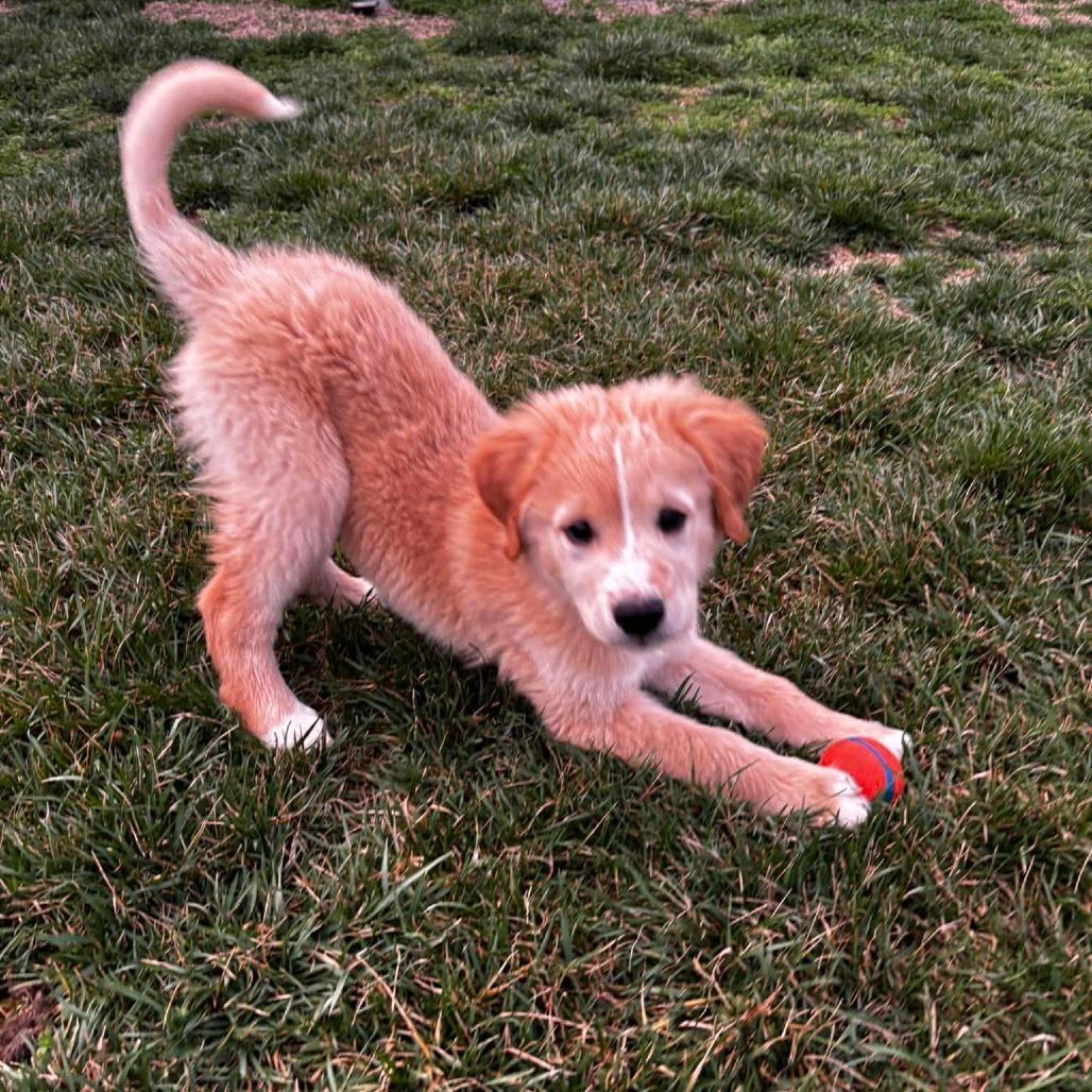Enlarge Beast, a Adoptable mixed breed in Jackson, MO image 3/6