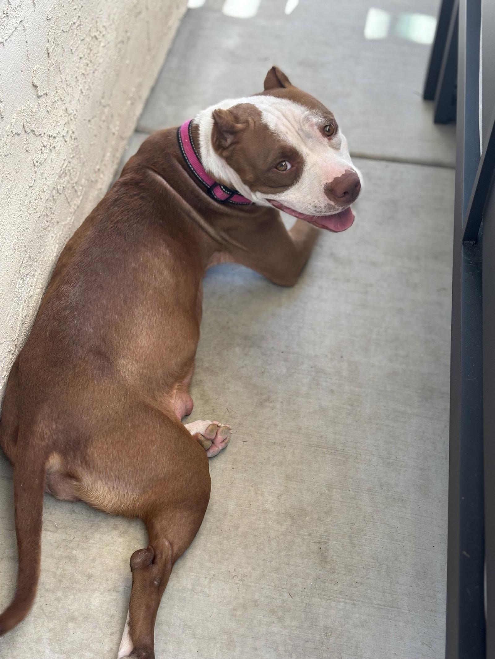 Dolly, Adoptable, Adult Female American Staffordshire Terrier.