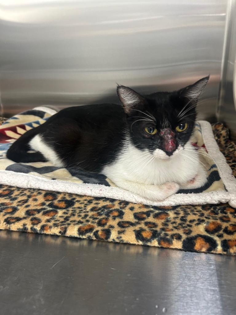 Orietta, Adoptable, Adult Female Domestic Short Hair.
