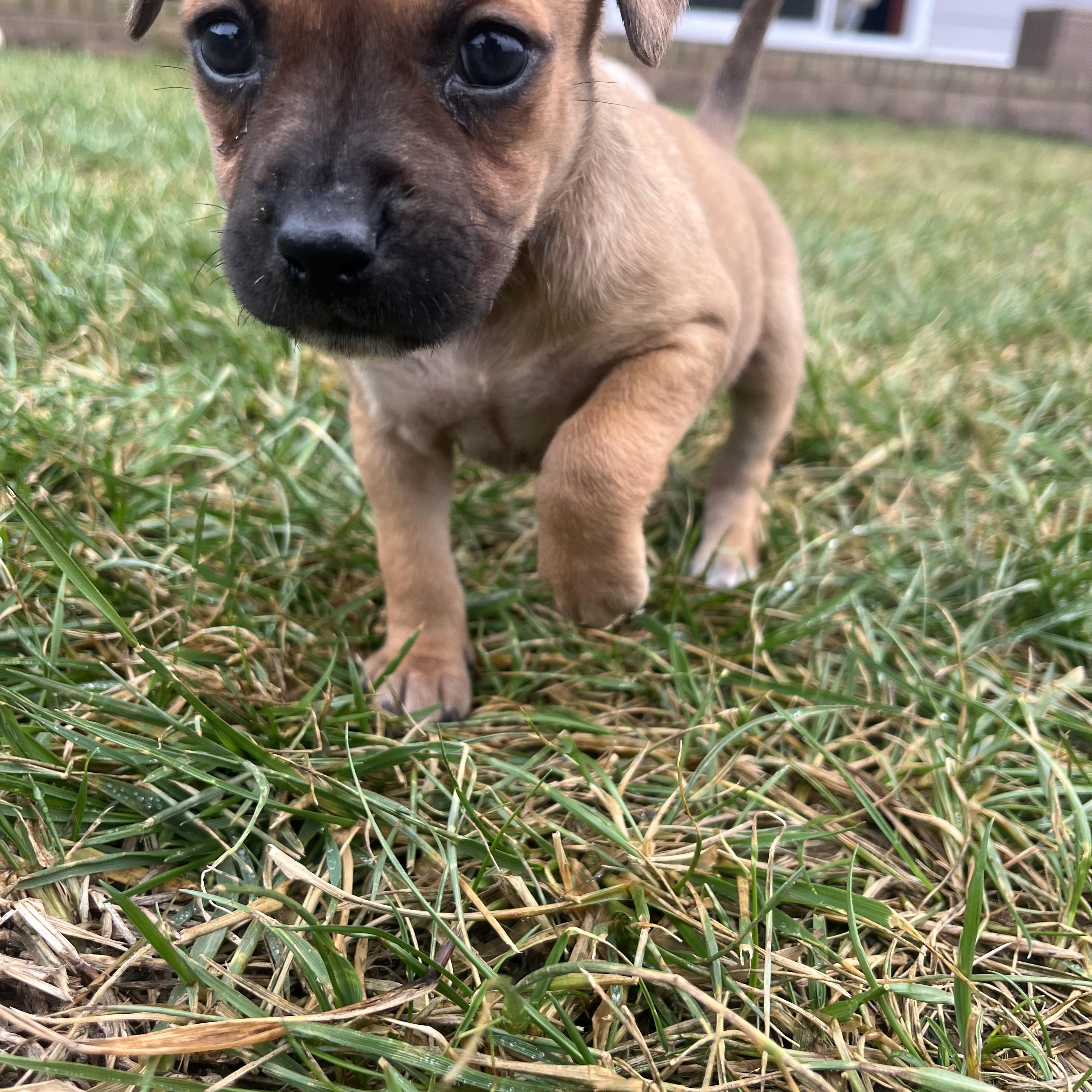 Enlarge Hershey, a Adoptable mixed breed in Spring hill, TN image 5/6