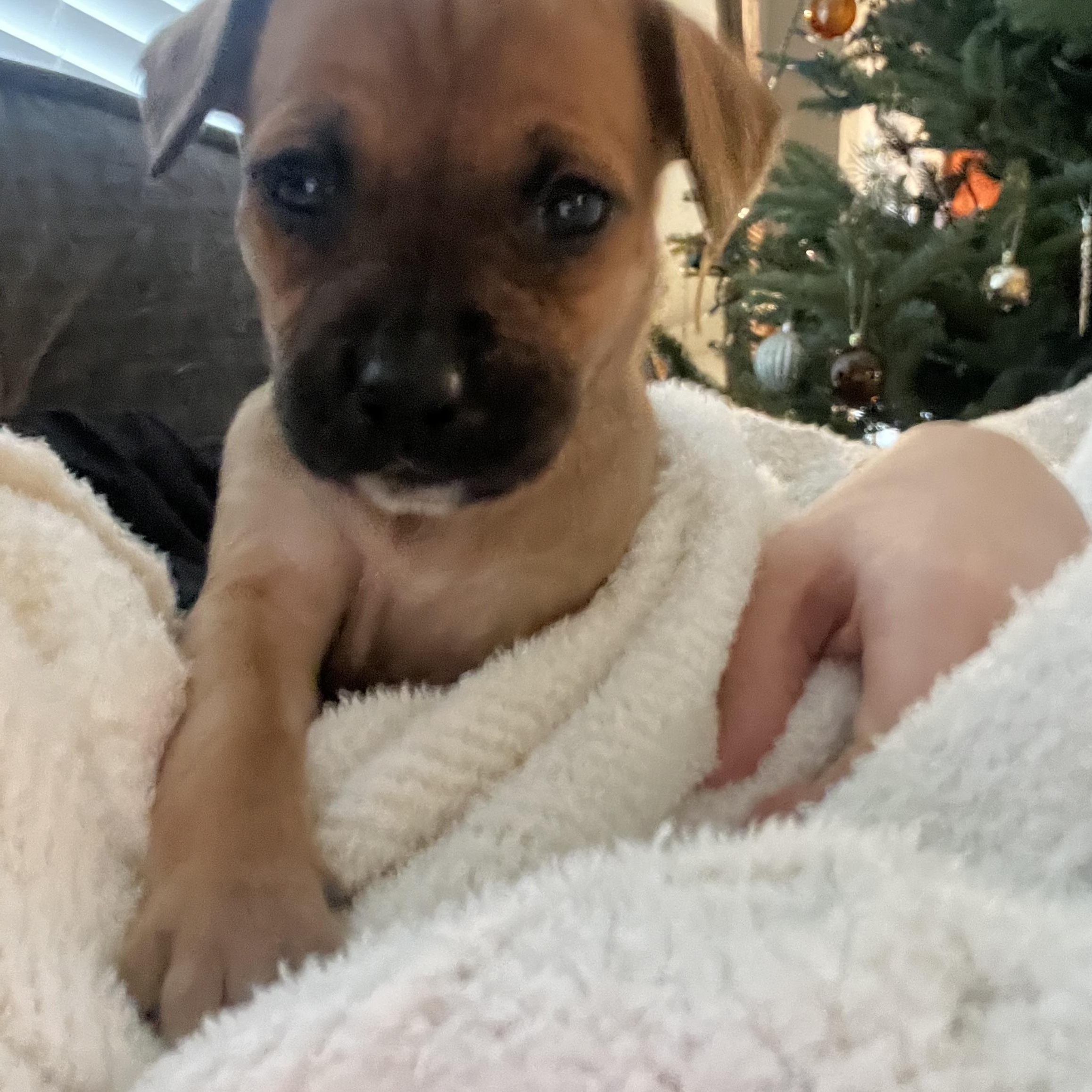 Hershey, Adoptable, Puppy Female Mixed Breed.