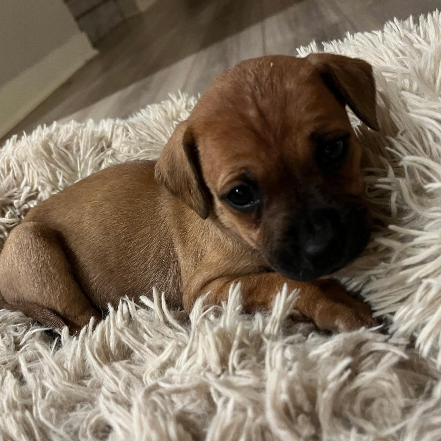 Hershey, Adoptable, Puppy Female Mixed Breed.