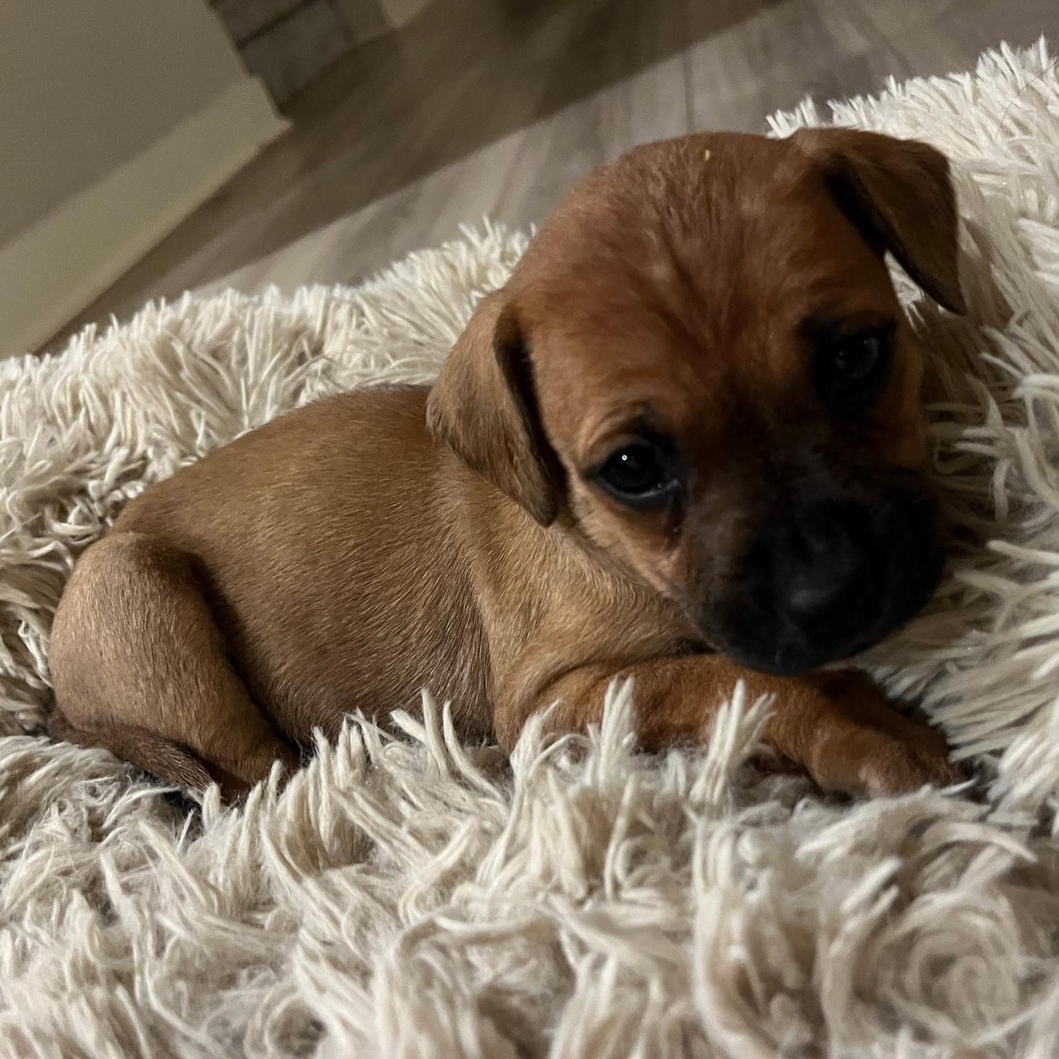 Enlarge Hershey, a Adoptable mixed breed in Spring hill, TN image 2/6