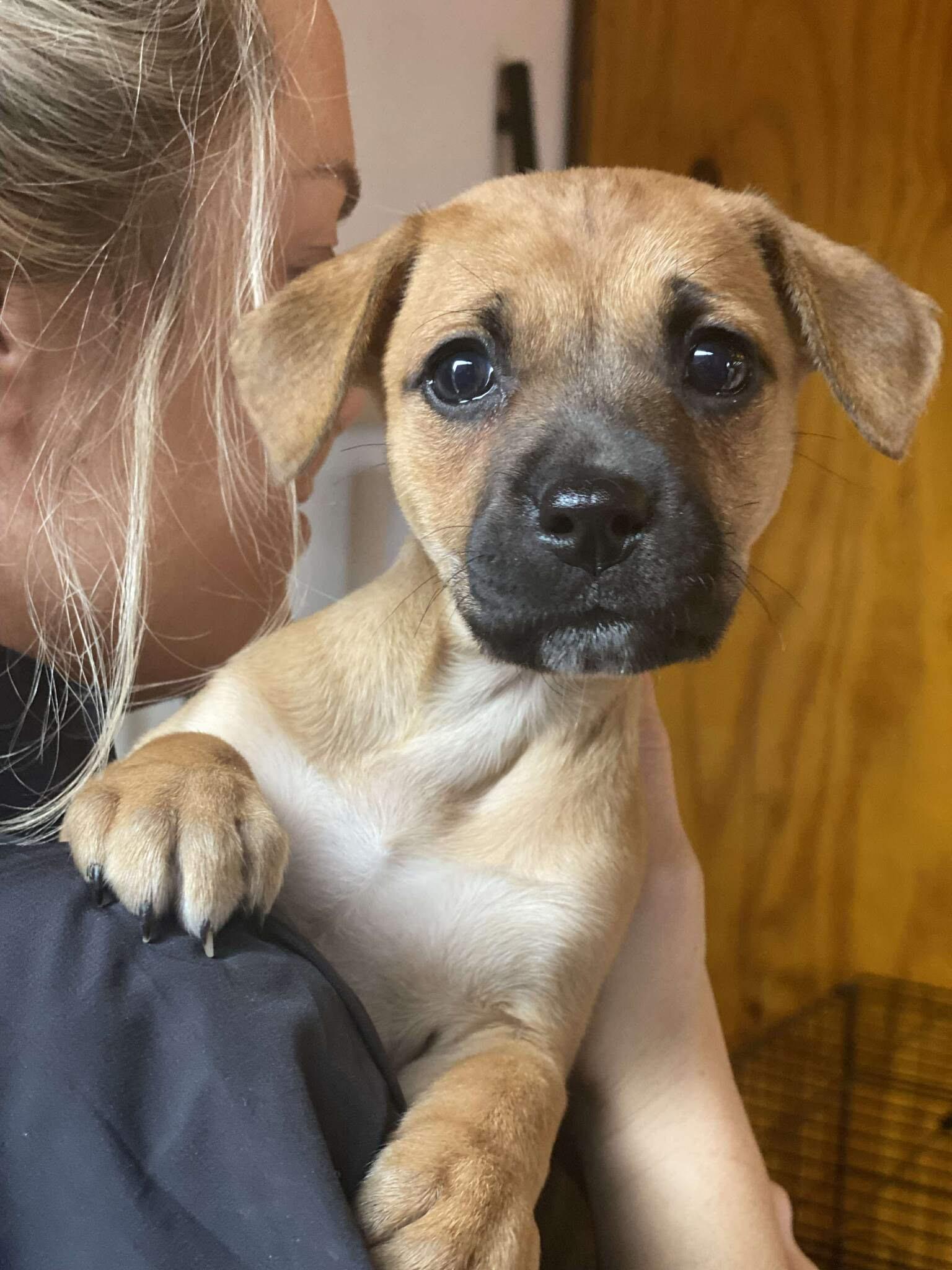 Hershey, Adoptable, Puppy Female Mixed Breed.