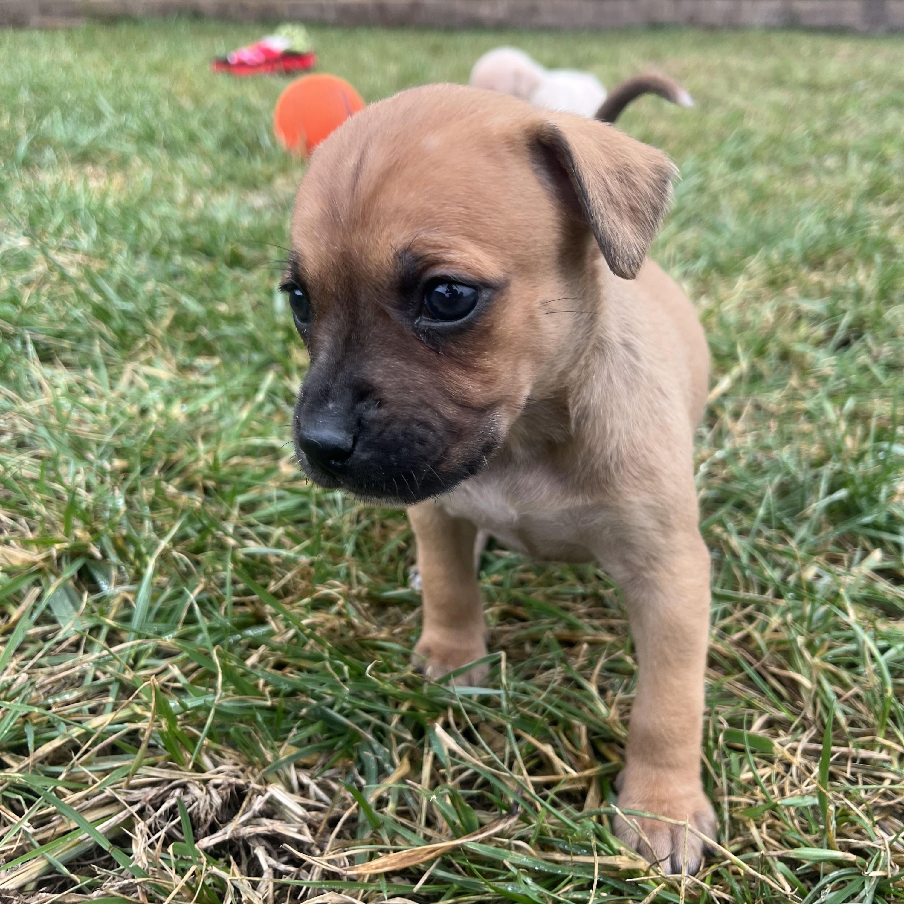 Enlarge Hershey, a Adoptable mixed breed in Spring hill, TN image 4/6