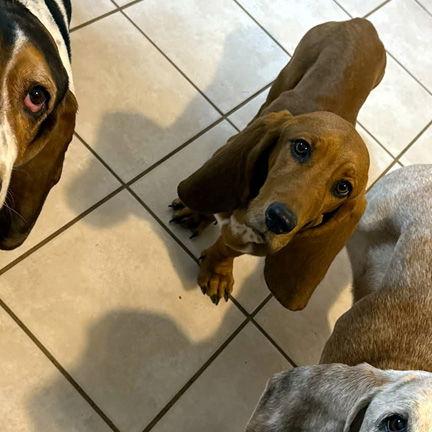 Enlarge LADYBIRD, a Adopted Basset Hound in Mays Landing, NJ image 1/2