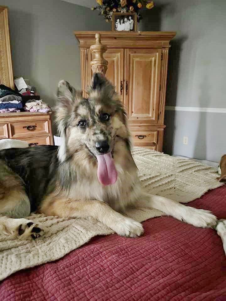 Enlarge Loba, a Adopted mixed breed in Catawissa, PA image 1/3