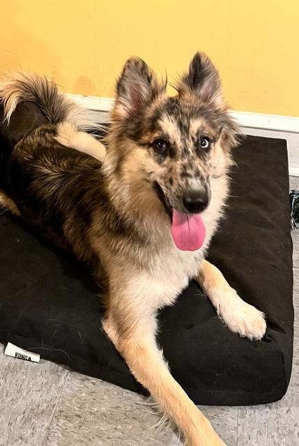 Enlarge Loba, a Adopted mixed breed in Catawissa, PA image 2/3