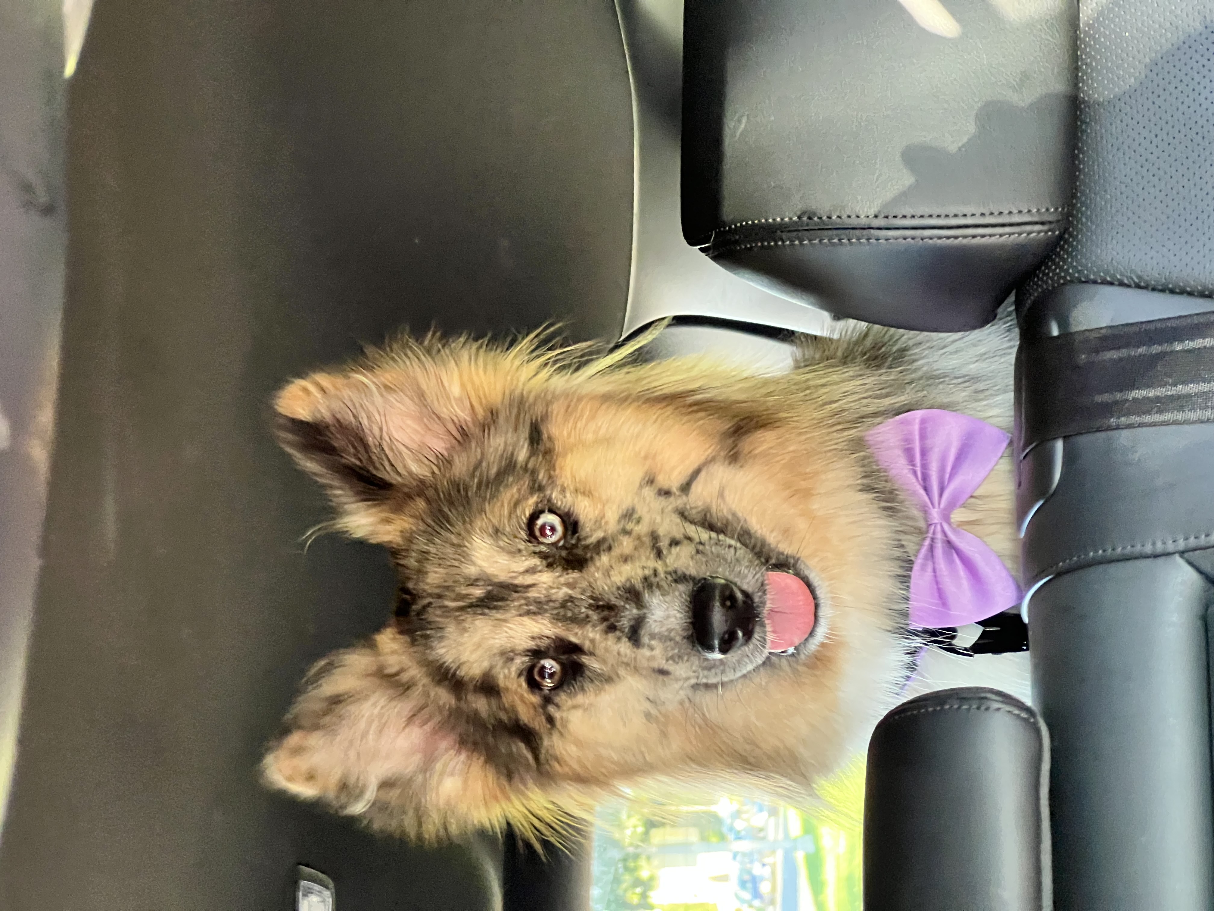 Enlarge Loba, a Adopted mixed breed in Catawissa, PA image 3/3