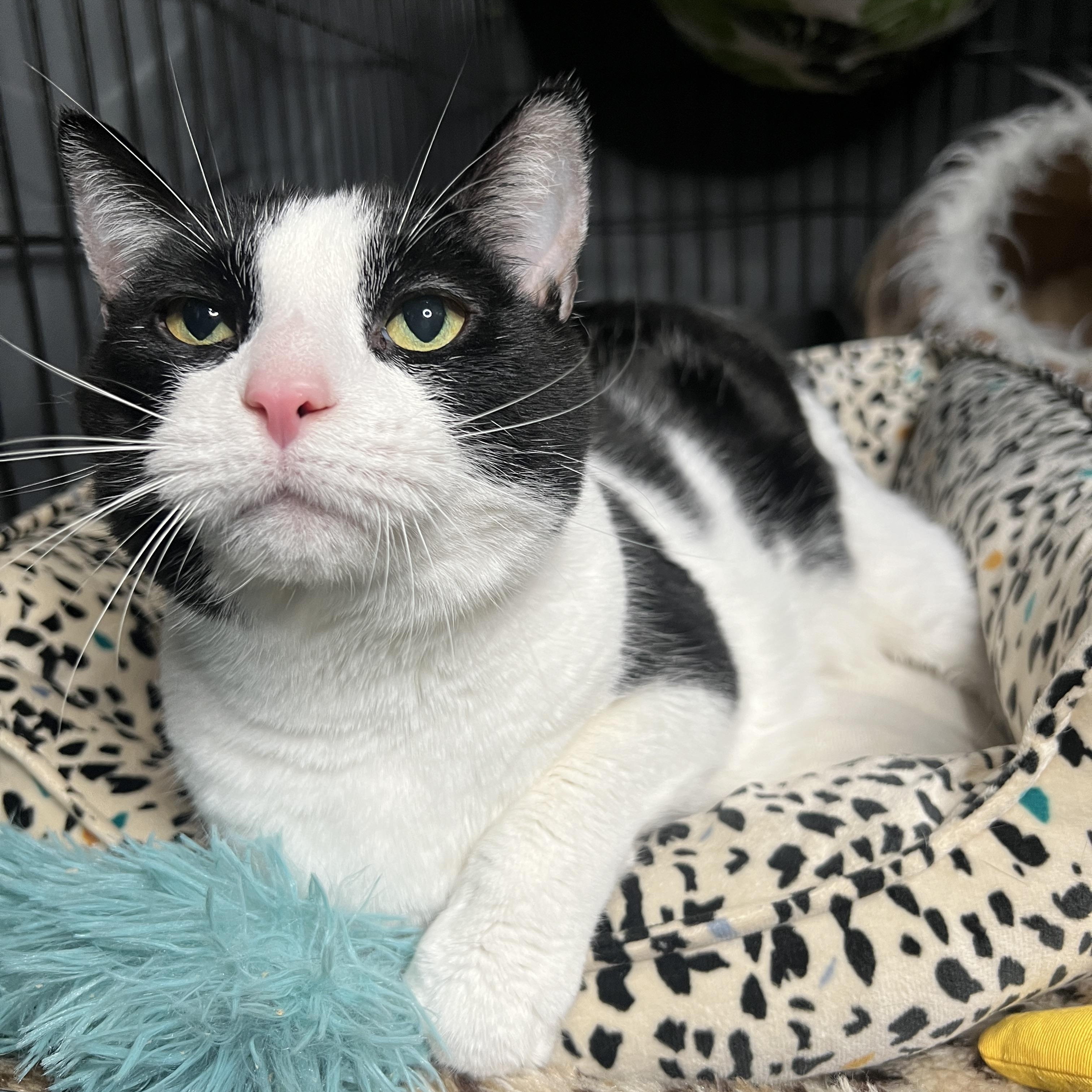 Enlarge Pickle, a Adoptable Domestic Short Hair in Frankenmuth, MI image 2/6
