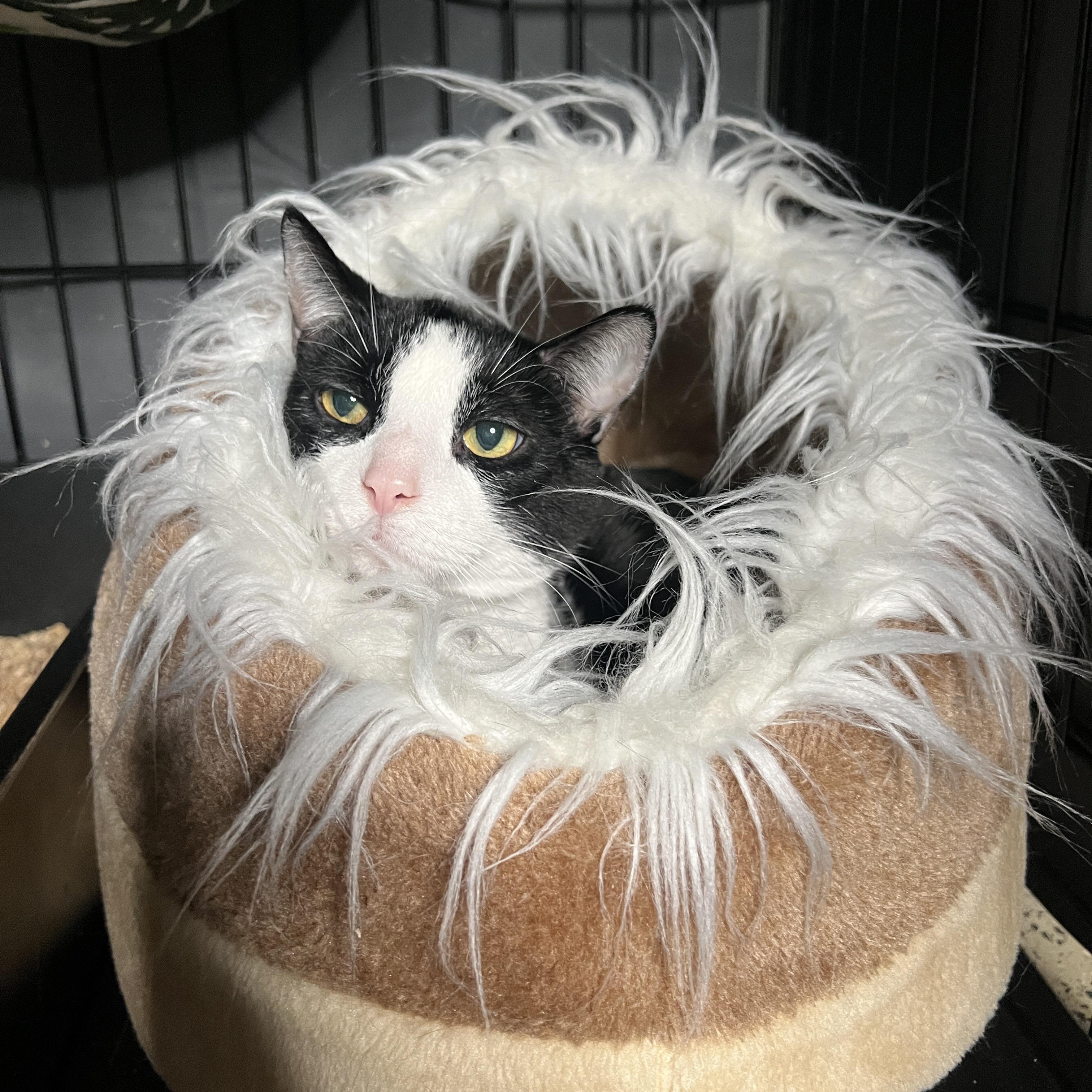 Enlarge Pickle, a Adoptable Domestic Short Hair in Frankenmuth, MI image 3/6