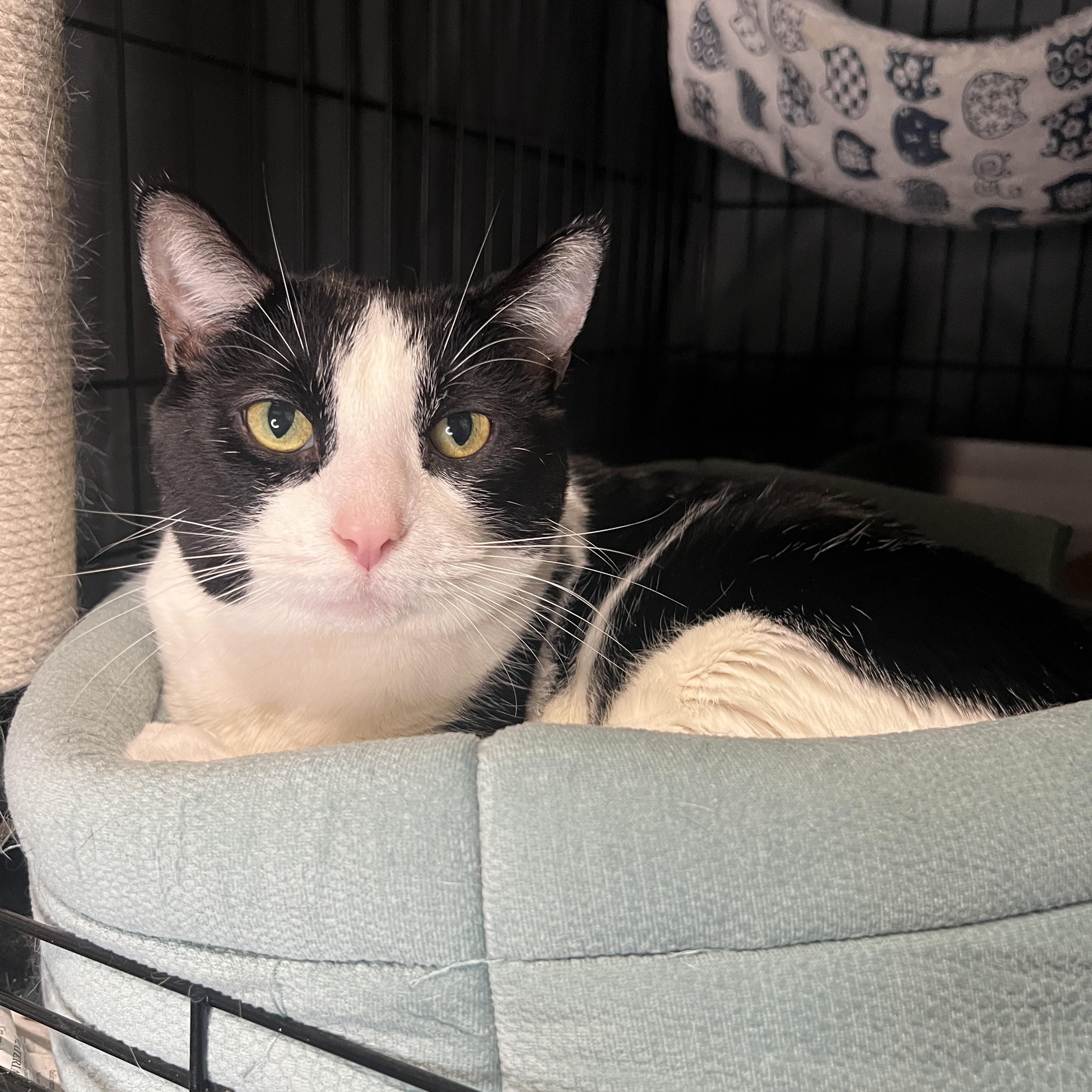 Enlarge Pickle, a Adoptable Domestic Short Hair in Frankenmuth, MI image 4/6