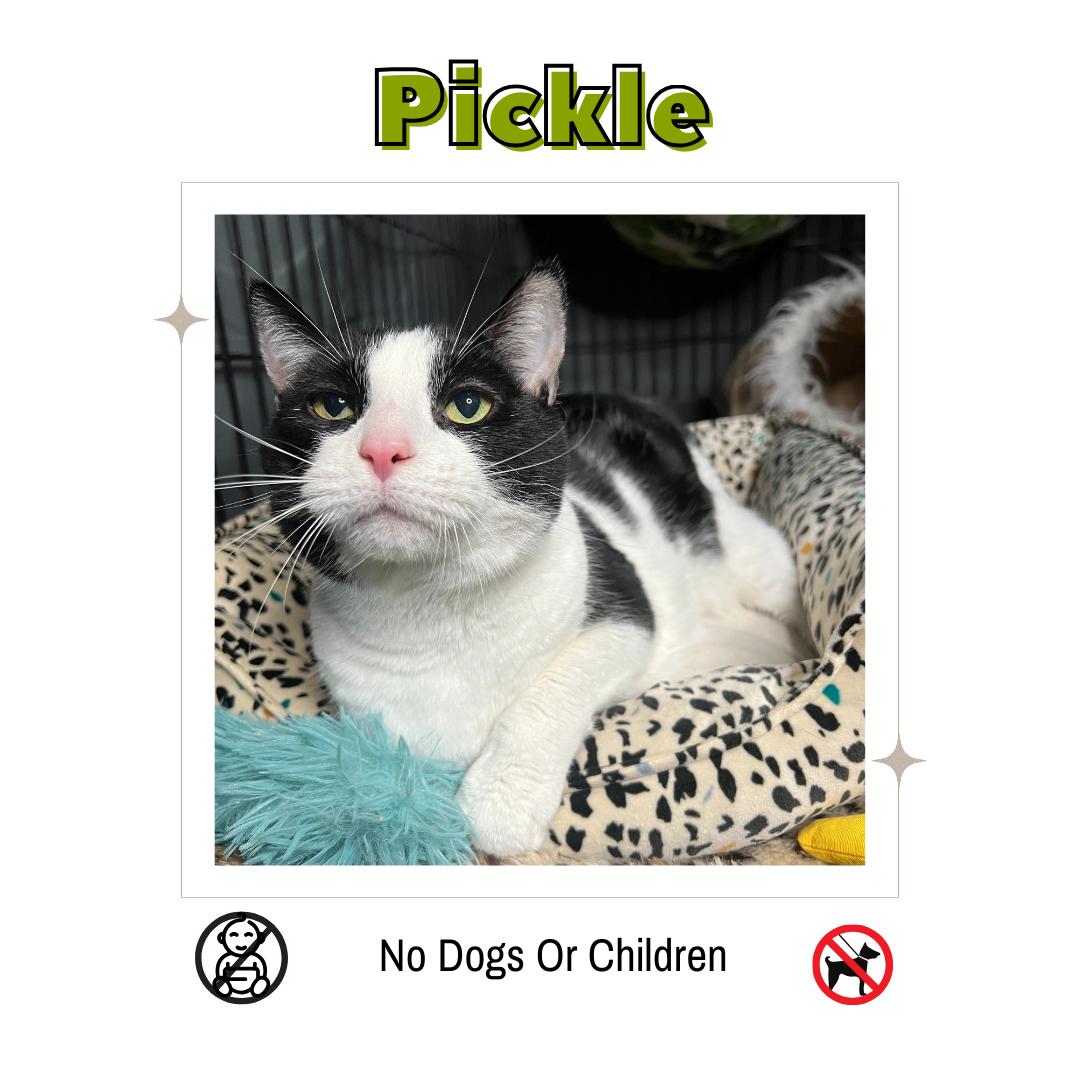 Pickle, Adoptable, Adult Male Domestic Short Hair.