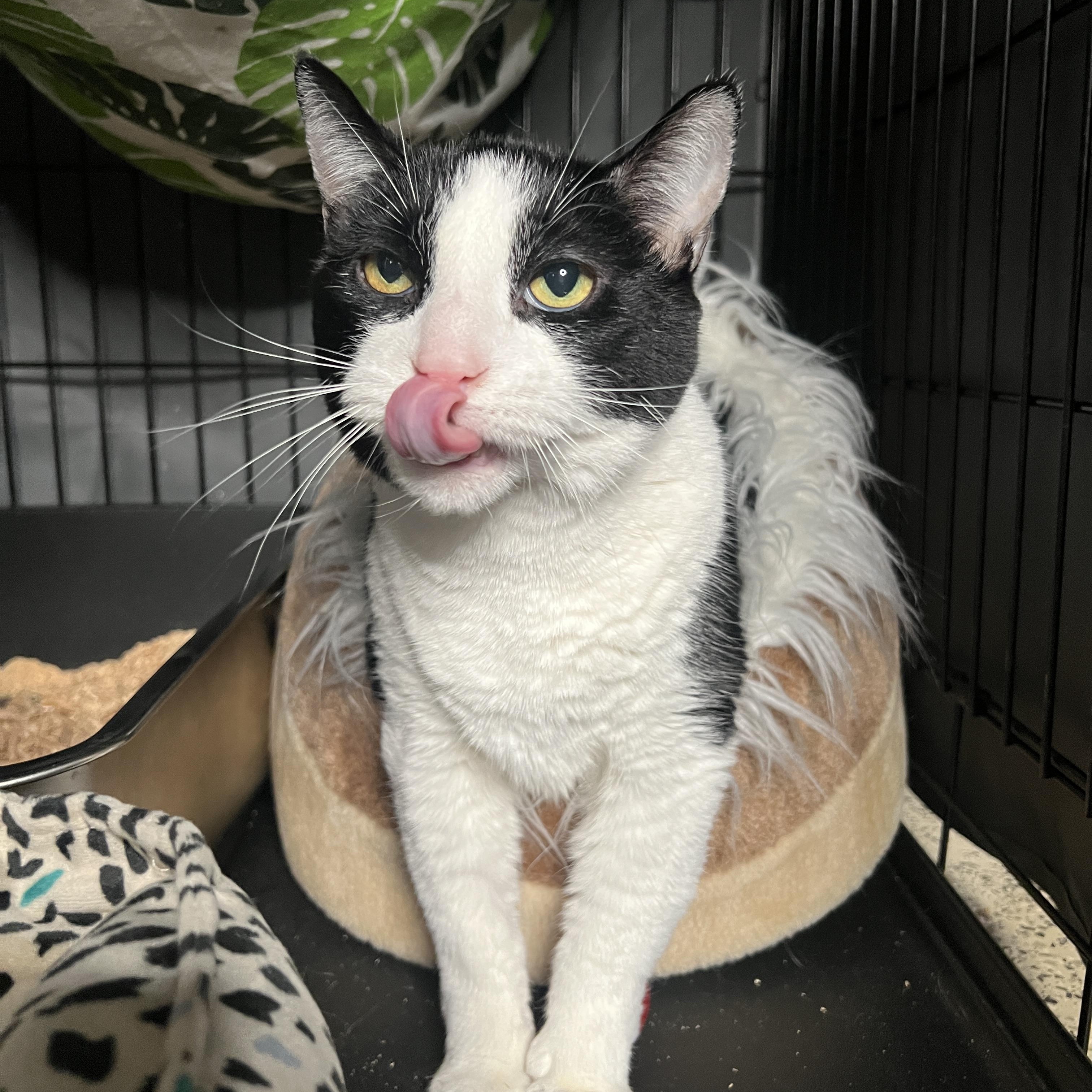 Enlarge Pickle, a Adoptable Domestic Short Hair in Frankenmuth, MI image 5/6