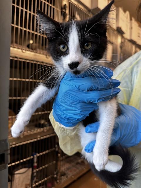 MELON, Adoptable, Kitten Female Domestic Medium Hair.