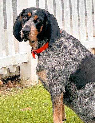 Enlarge Shadow (TX), a ADOPTABLE Bluetick Coonhound in Terrell, TX image 5/5